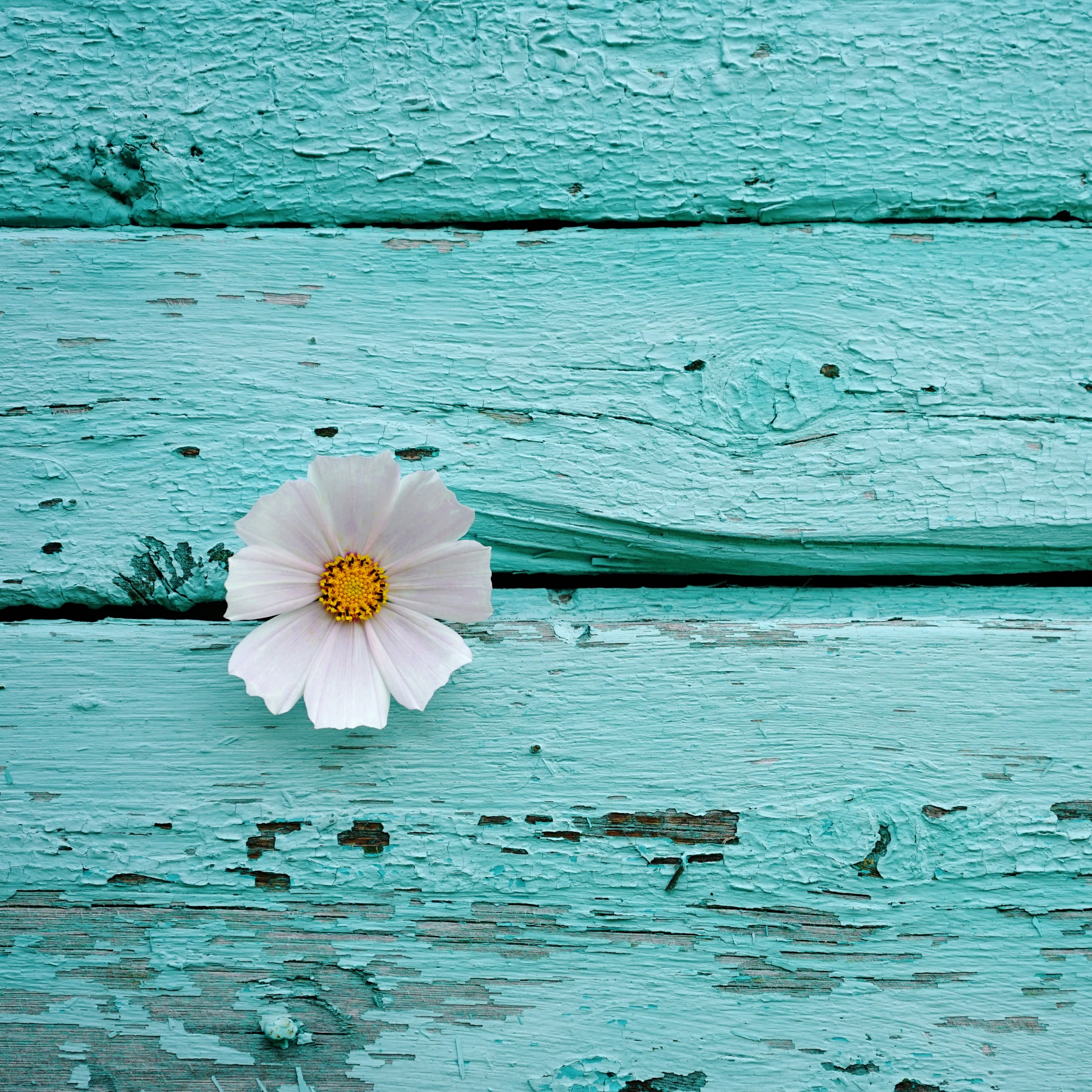 White flower Wallpaper 4K, Wooden background, Teal