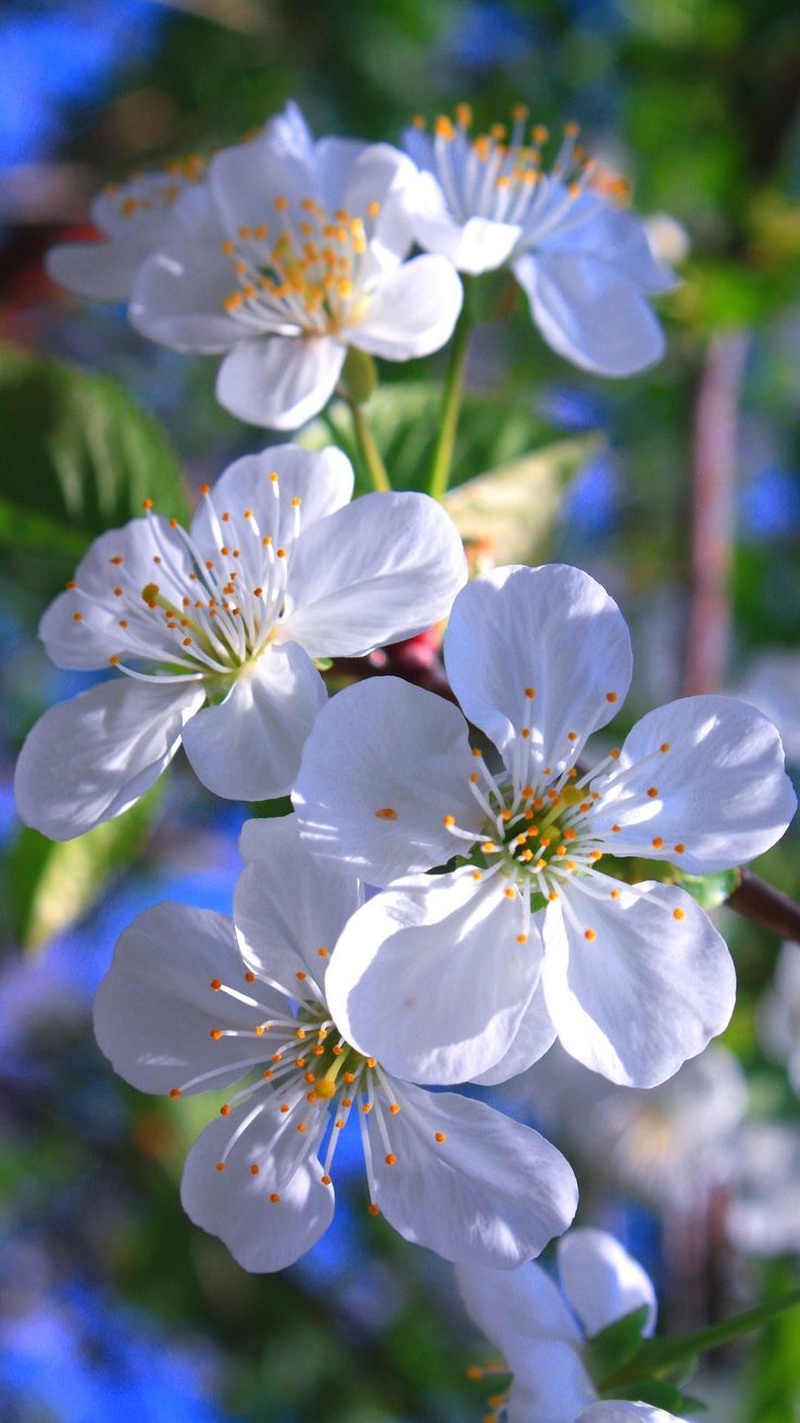 Spring Sakura blossoms iphone wallpaper HD homescreen white flowers nature lockscreen 4k background