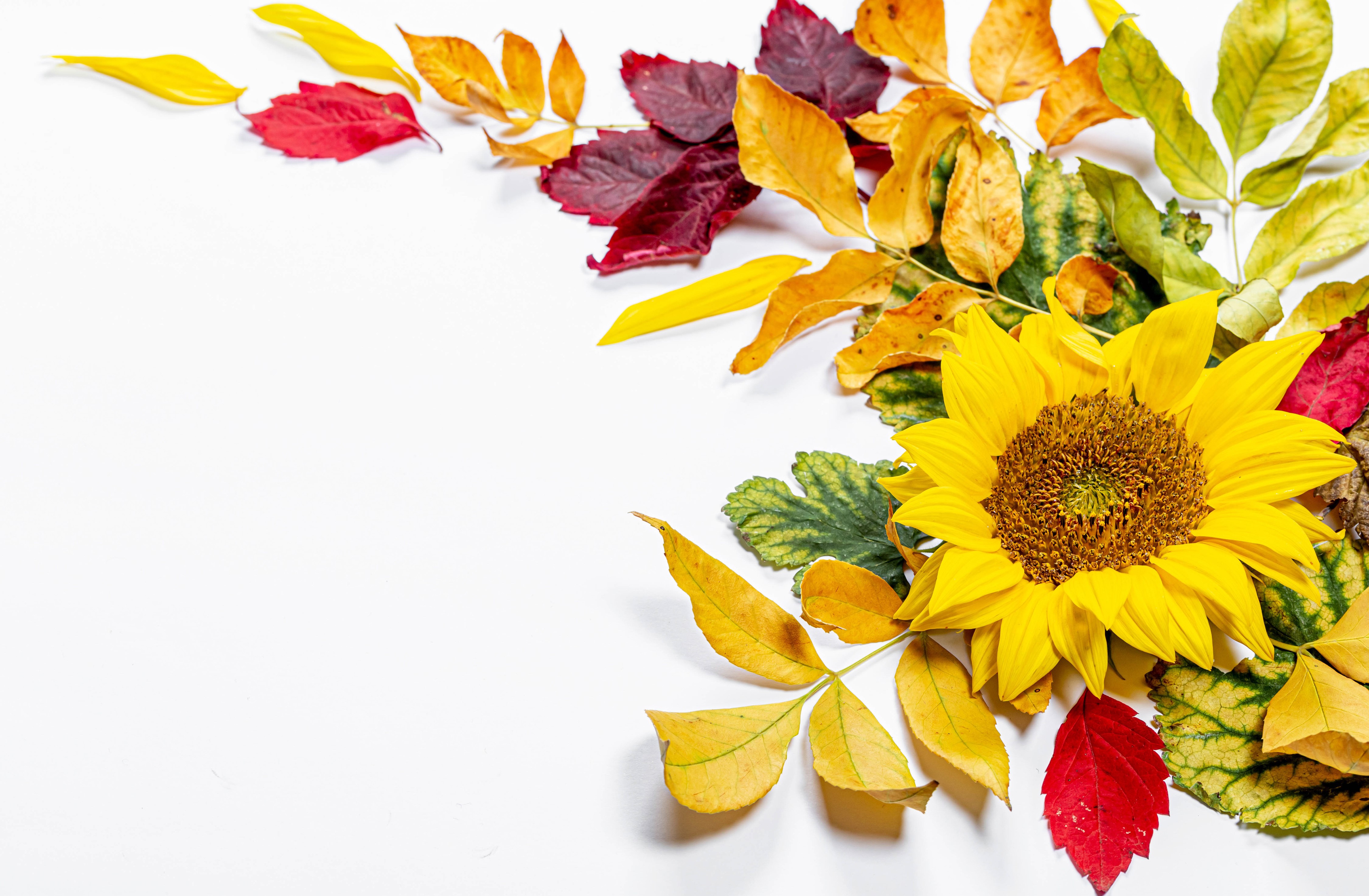 4K, Autumn, Sunflowers, White background, Foliage, greeting card Gallery HD Wallpaper