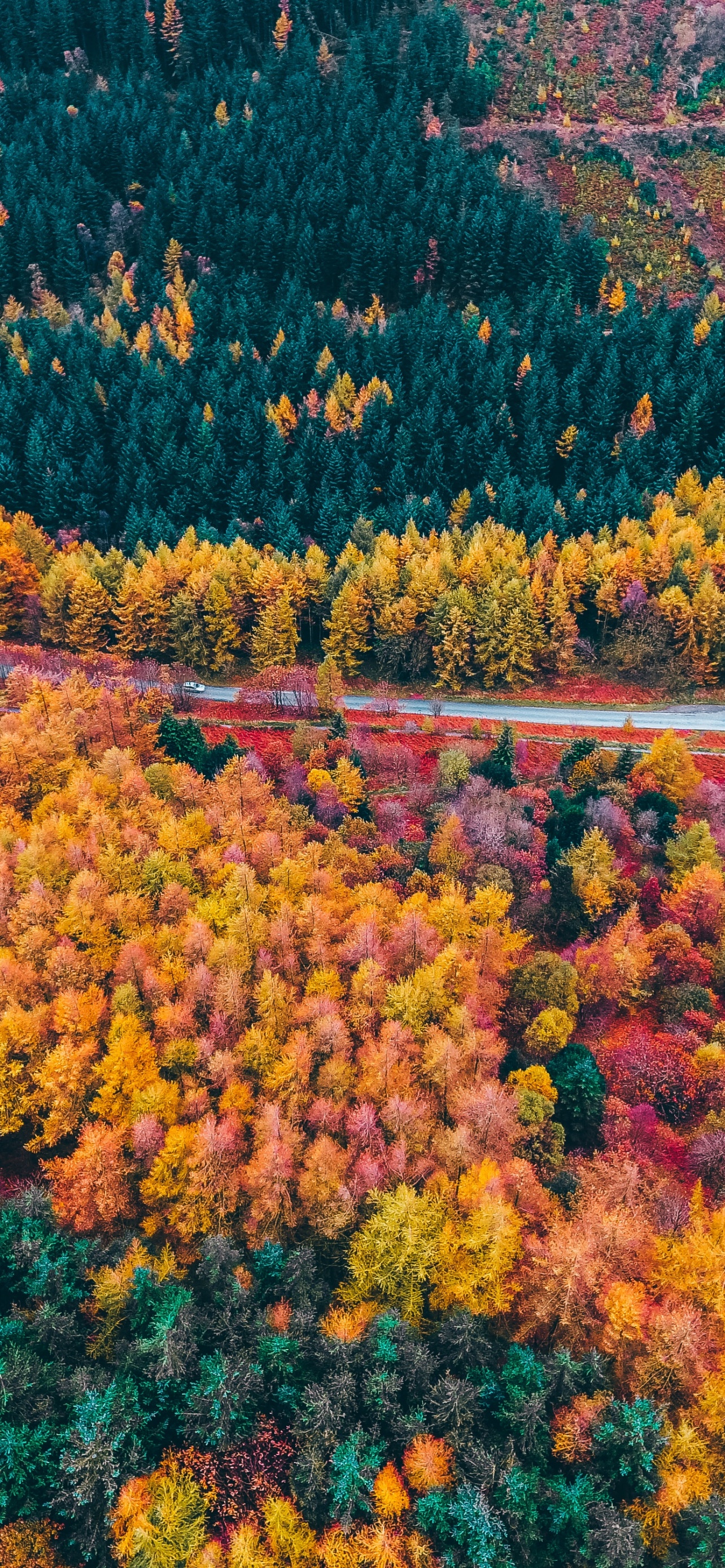 Autumn Forest Wallpaper 4K, Drone photo, Aerial view, Fall