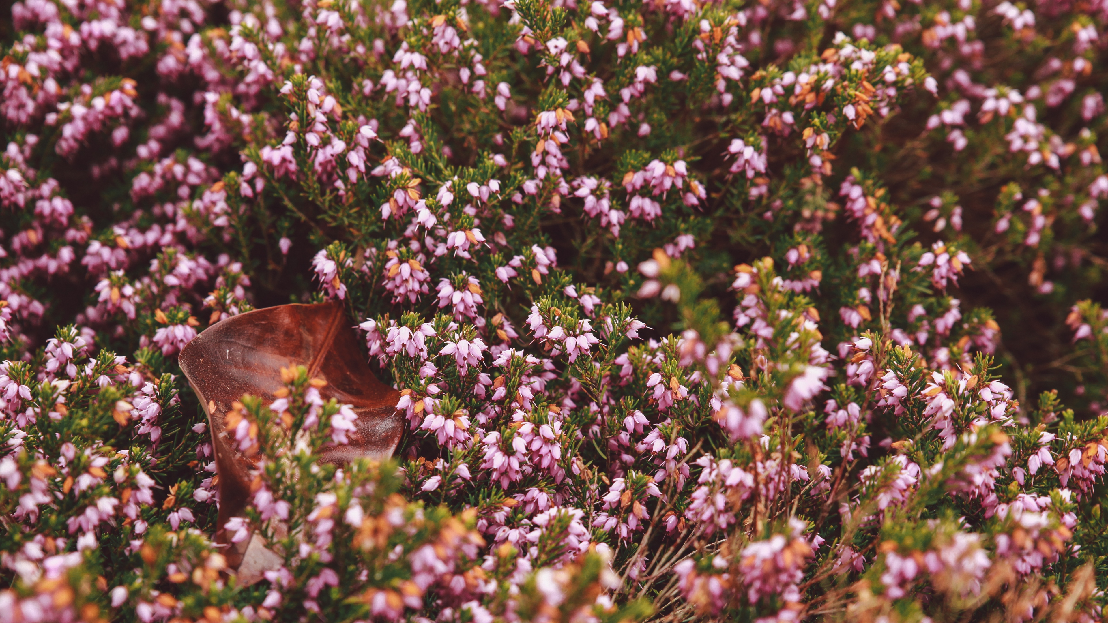 Wallpaper 4k flowers, garden, flowerbed, autumn 4k Wallpaper