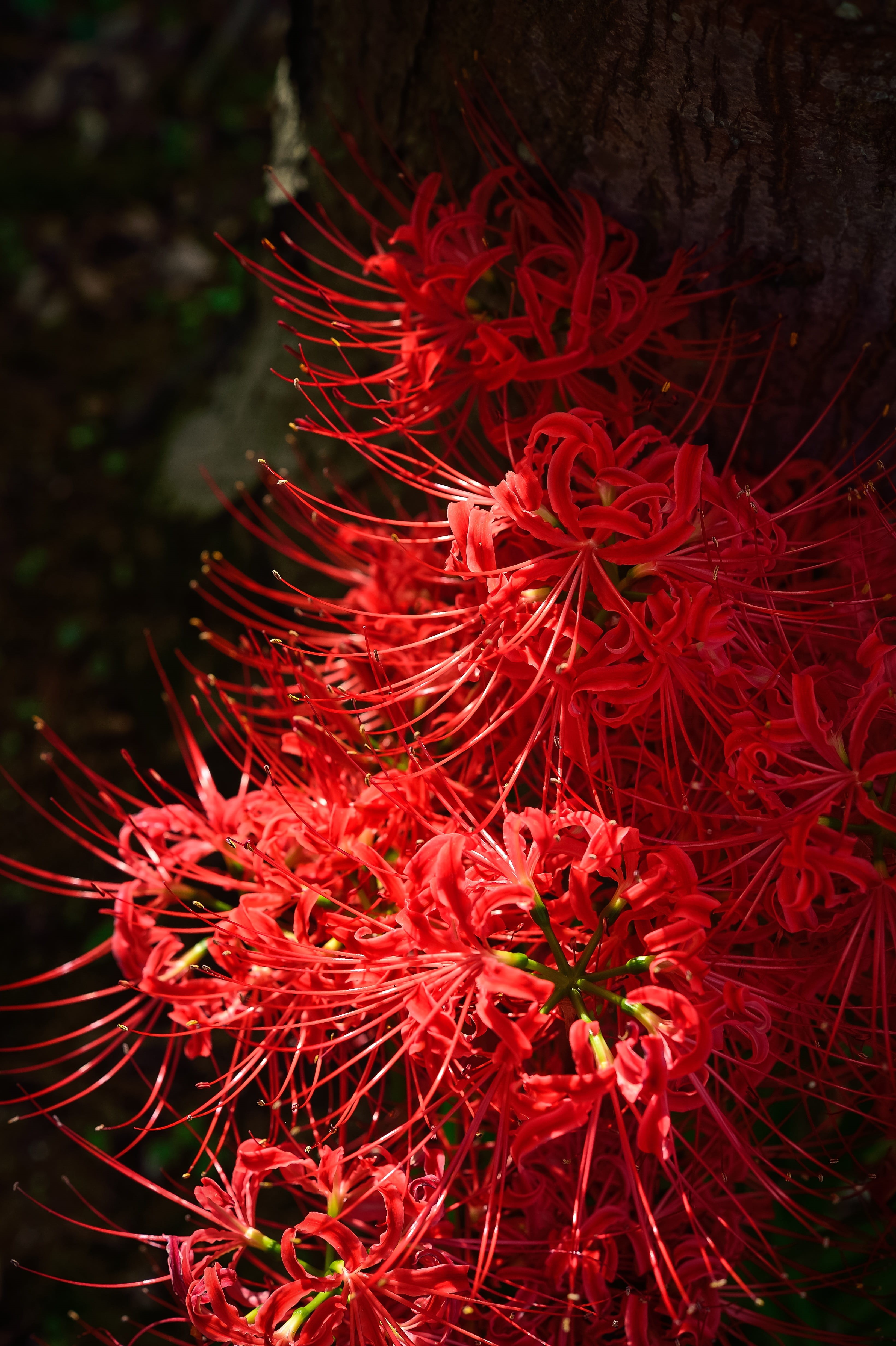 autumn flowers 1080P, 2k, 4k Full HD Wallpaper, Background Free Download