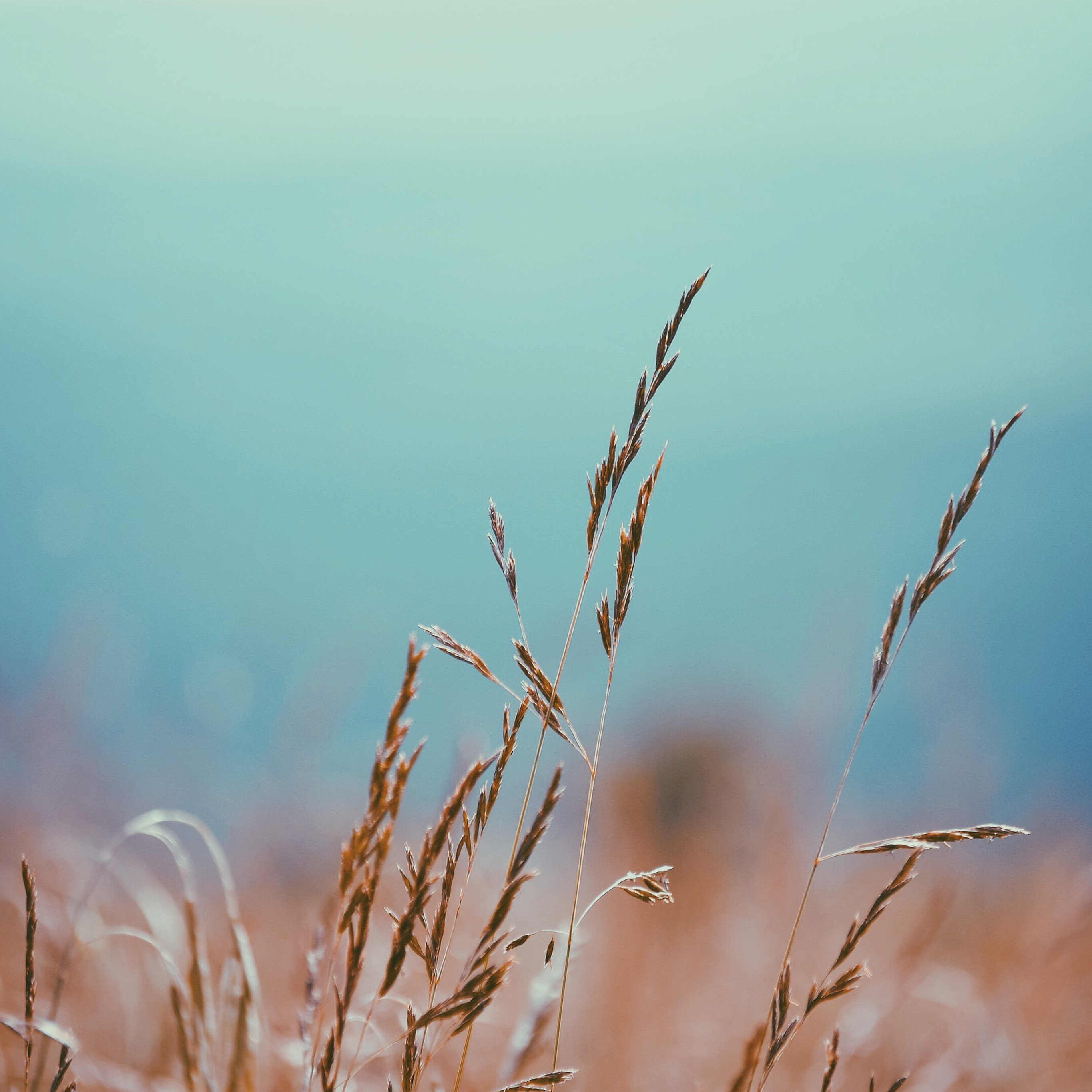 Autumn wallpaper for iPhone and iPad