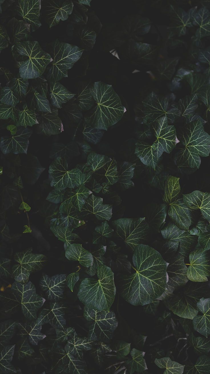 Botanical iPhone Xs Max Wallpaper. Preppy Wallpaper. iPhone background, Flower phone wallpaper, Preppy wallpaper