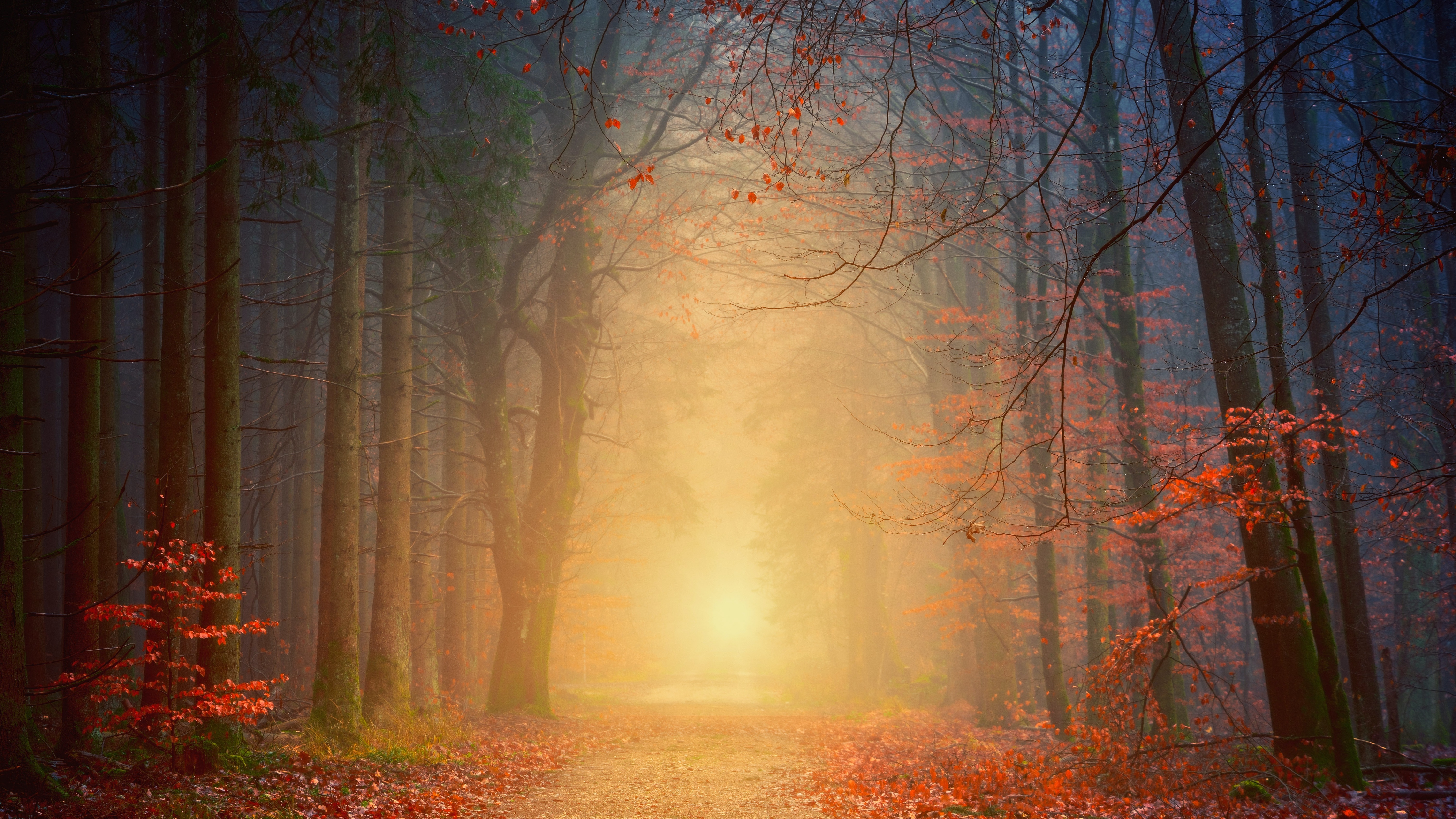 Foggy Wallpaper 4K, Autumn, Forest, Dawn, Pathway