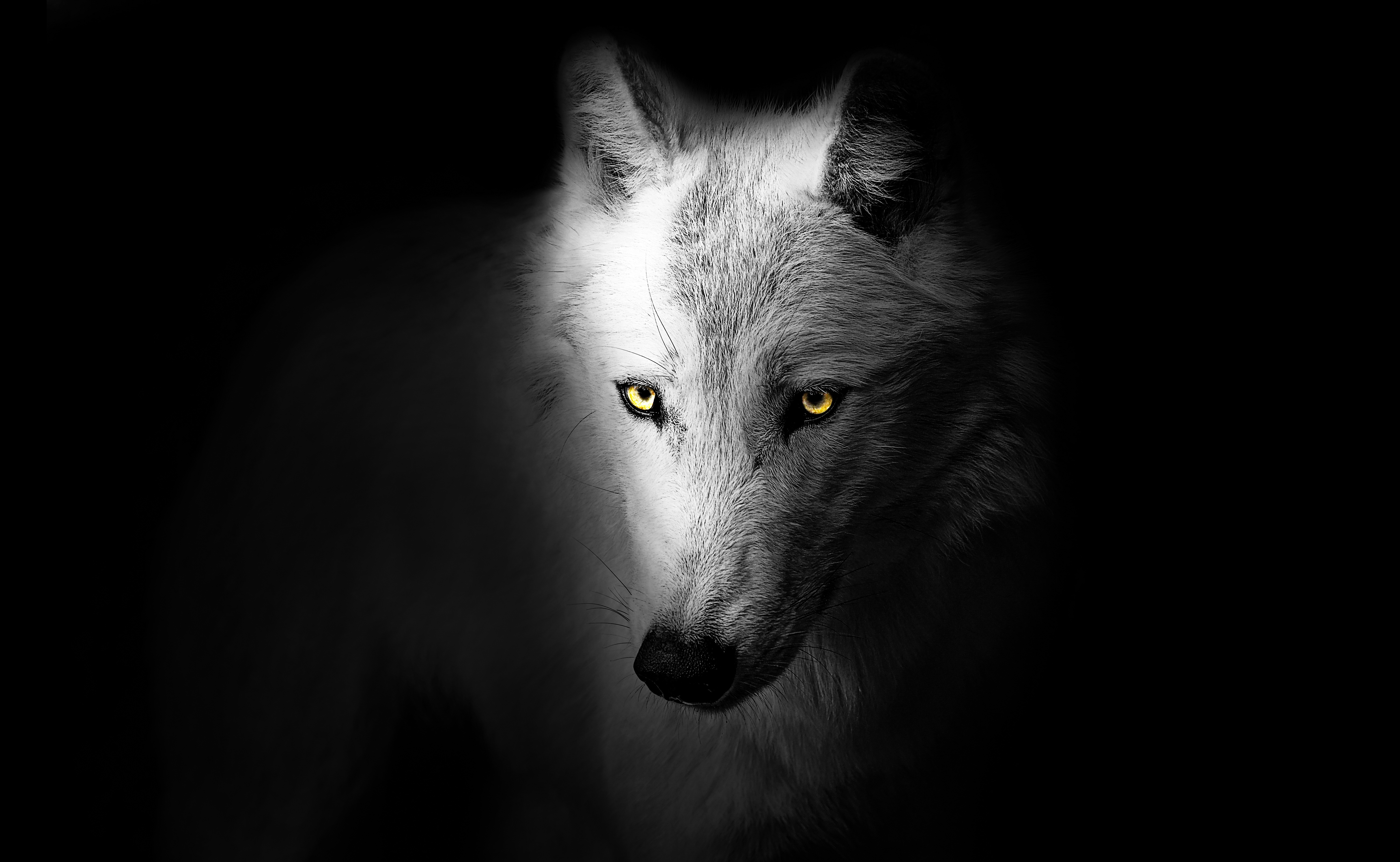 Wolf Wallpaper and Background