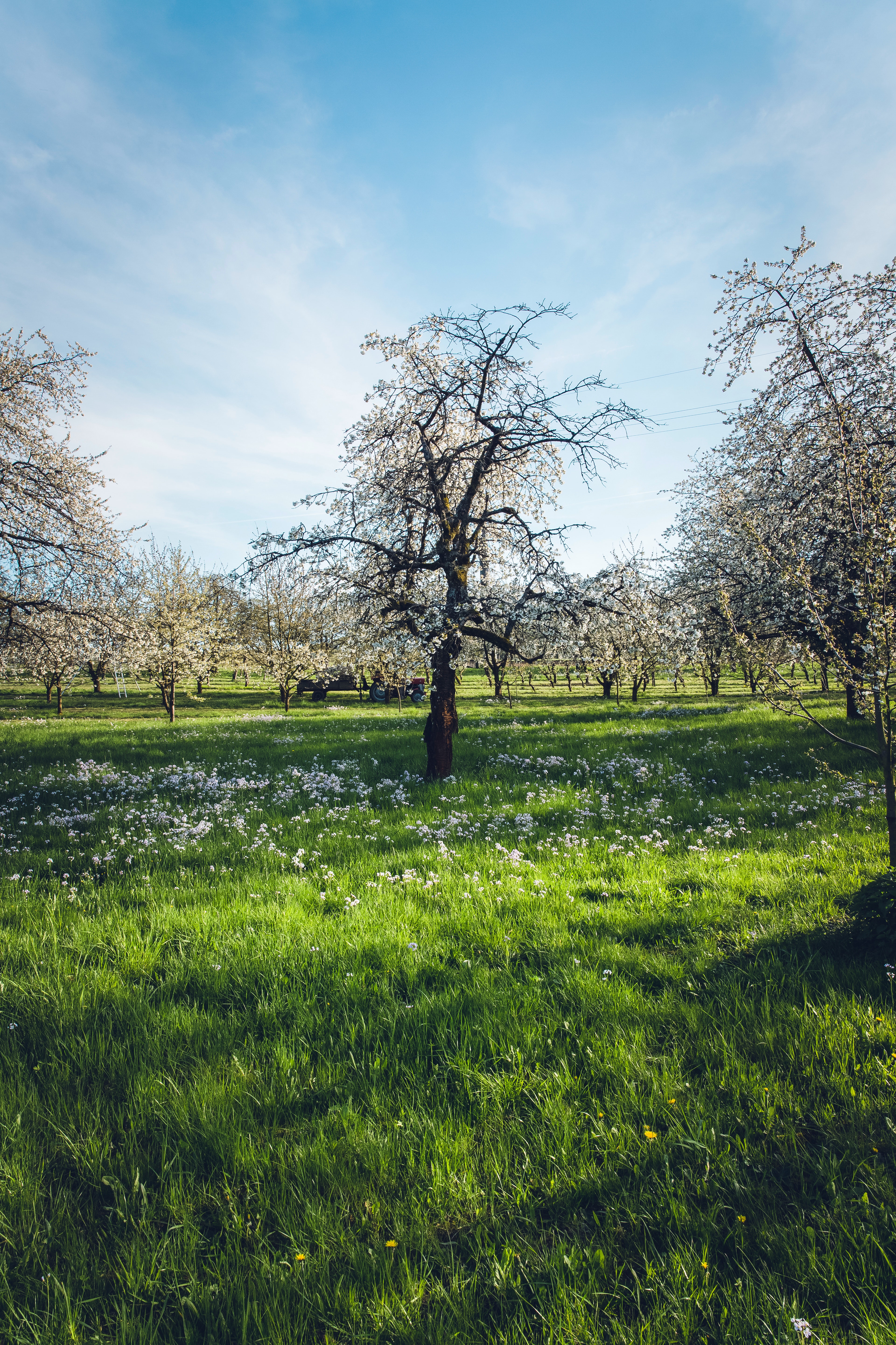 Meadow Photo, Download The BEST Free Meadow & HD Image