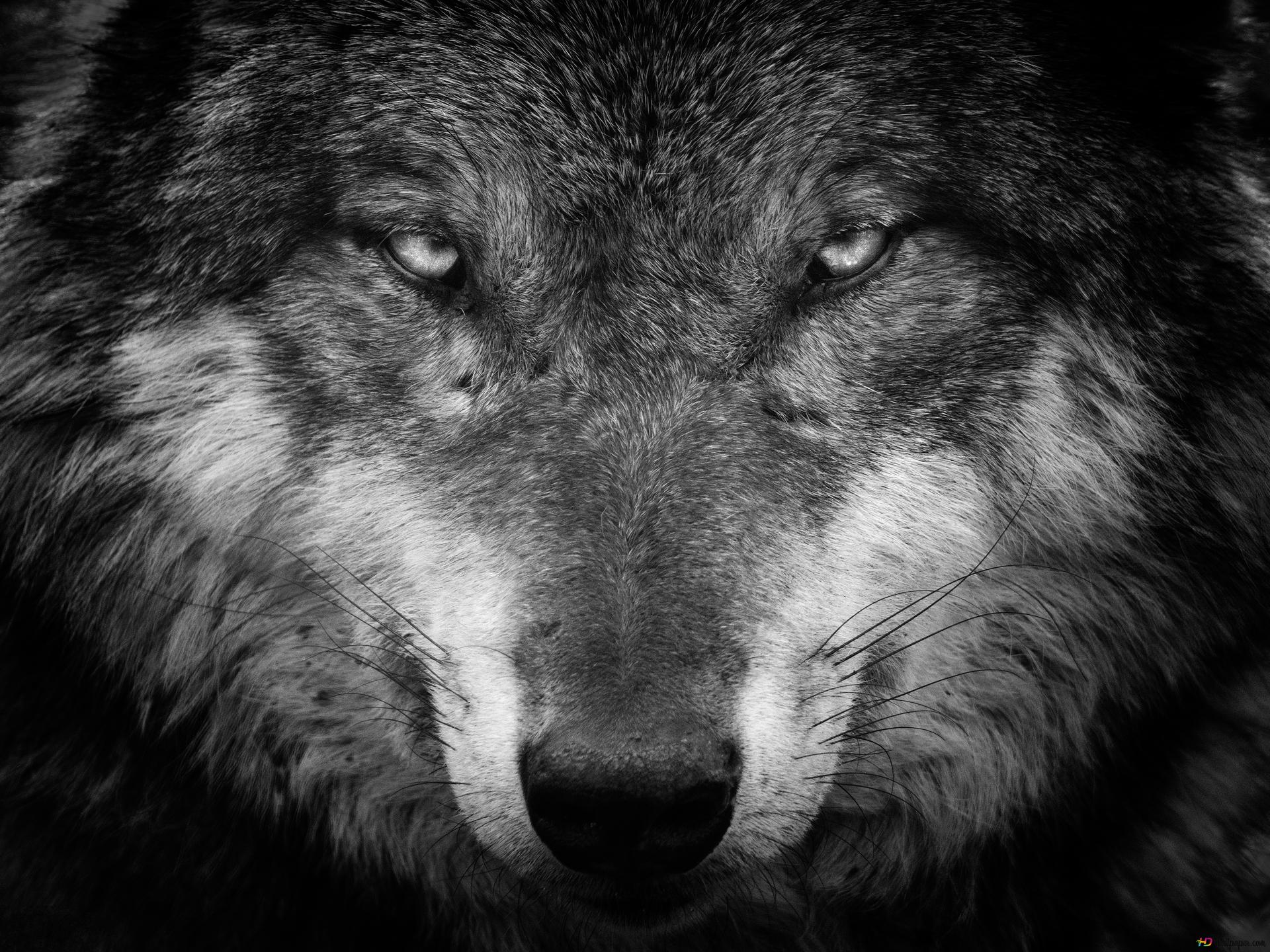Black wolf gaze 4K wallpaper download