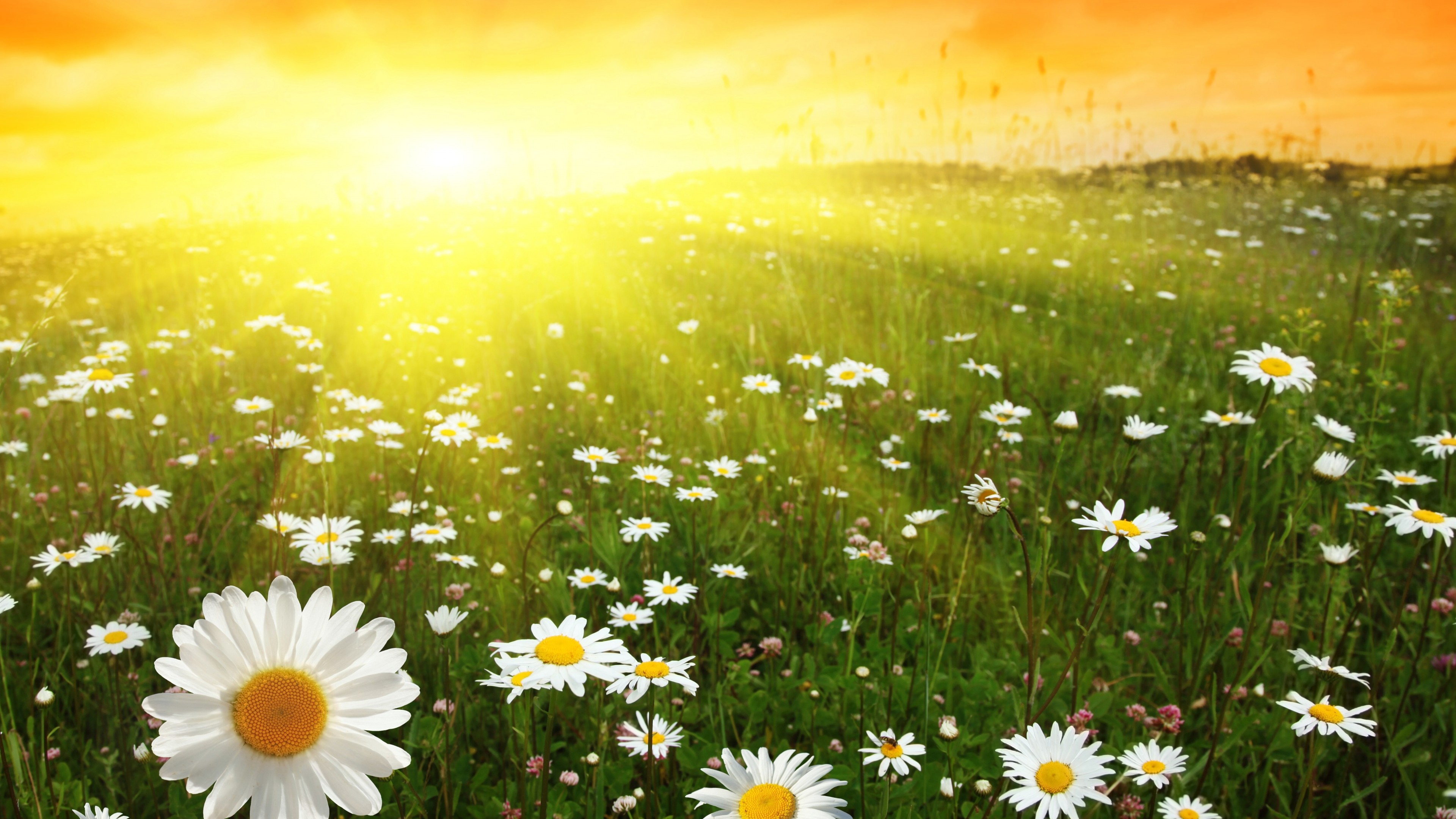 Wallpaper / Daisies, 4K, 4k wallpaper, 4K, meadows, sunset free download