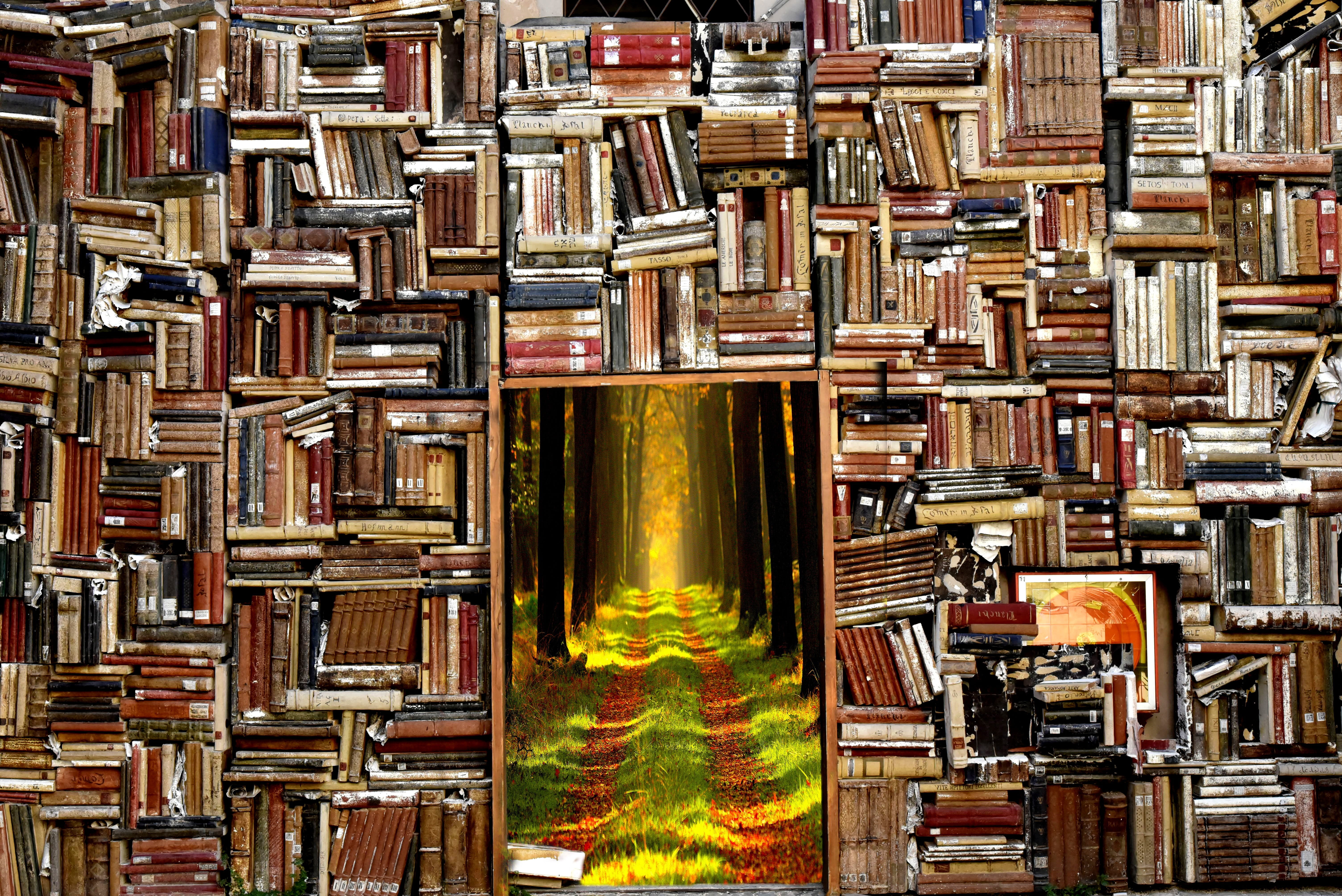 Wallpaper / in a row, library, abundance, imagination, lot, indoors, shelf, pattern, building, forest, autumn, bookshelf, nature, reading, full frame, 5K, architecture free download