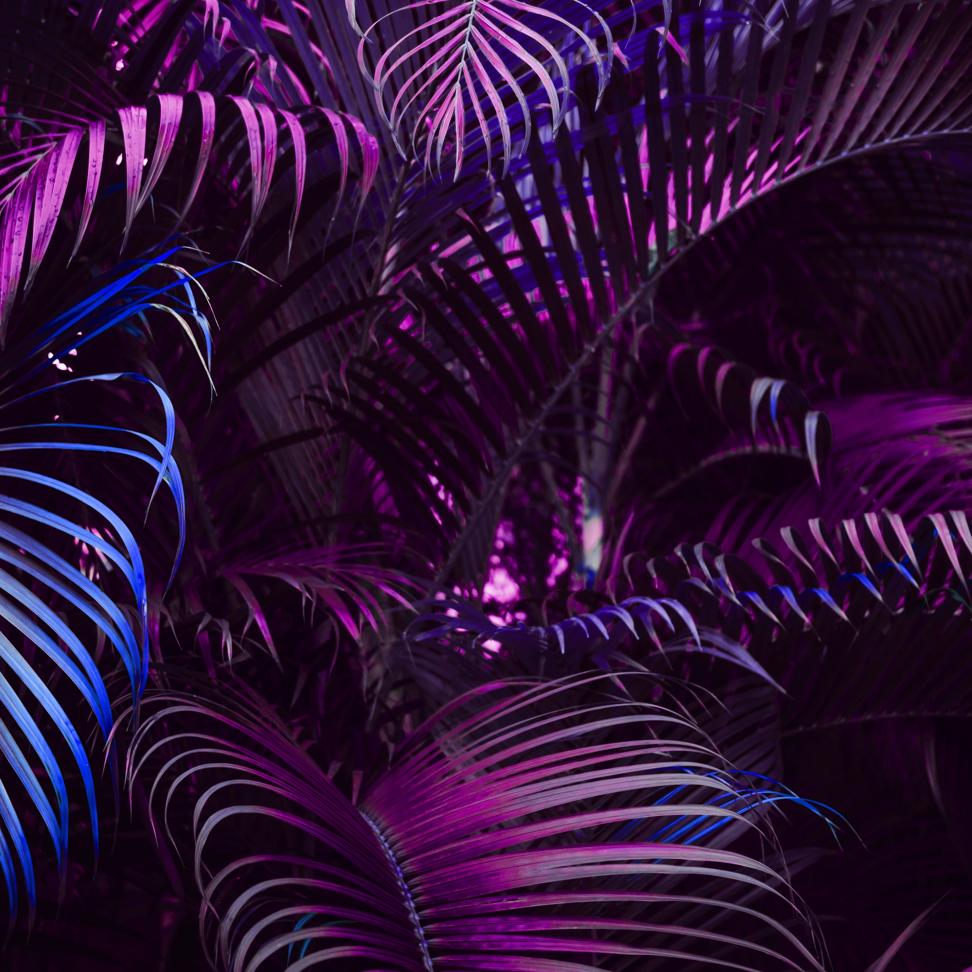 Purple Vivid Palm Leaves Pattern iPad