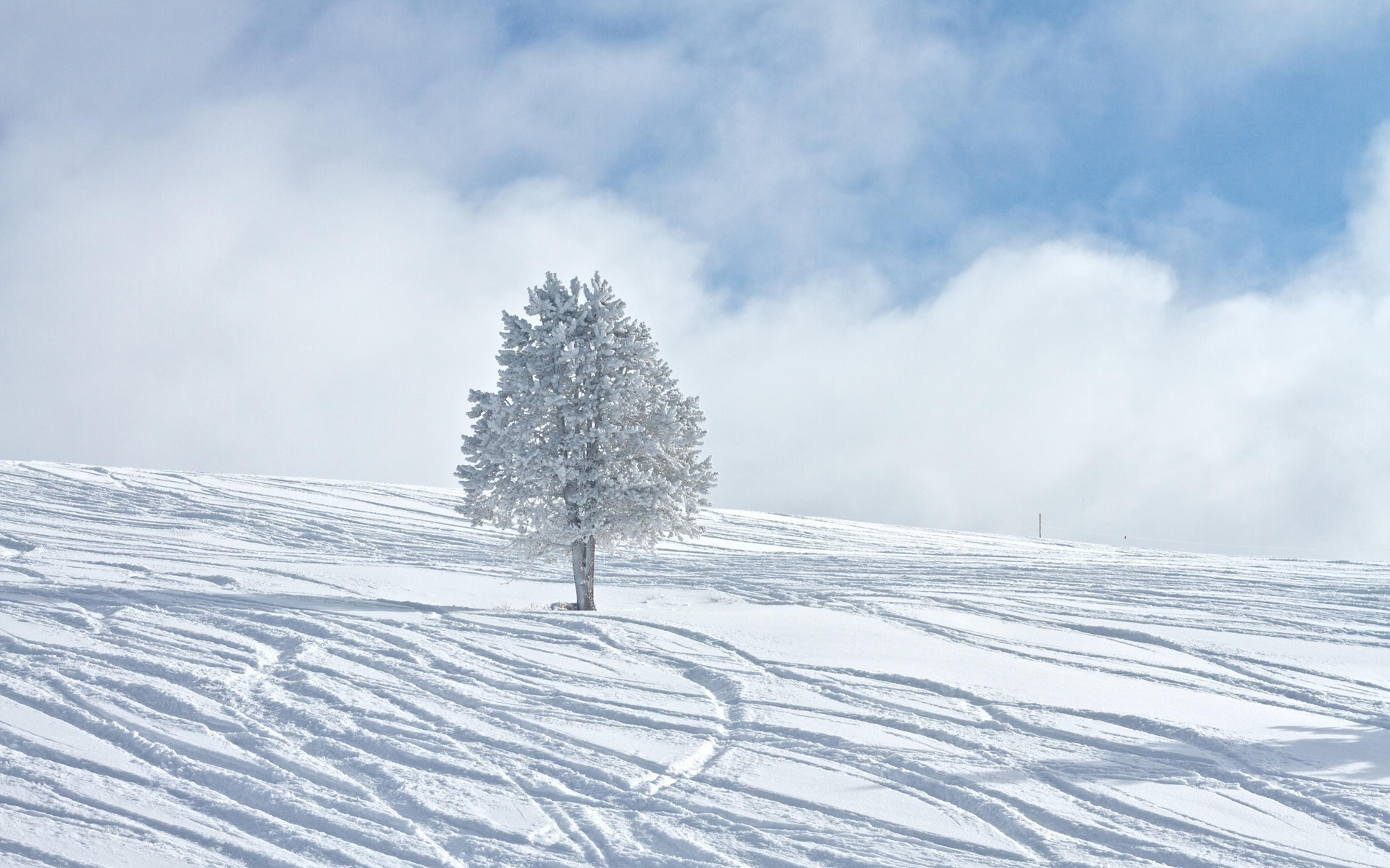 White Tree Snow 4k Wallpapers - Wallpaper Cave