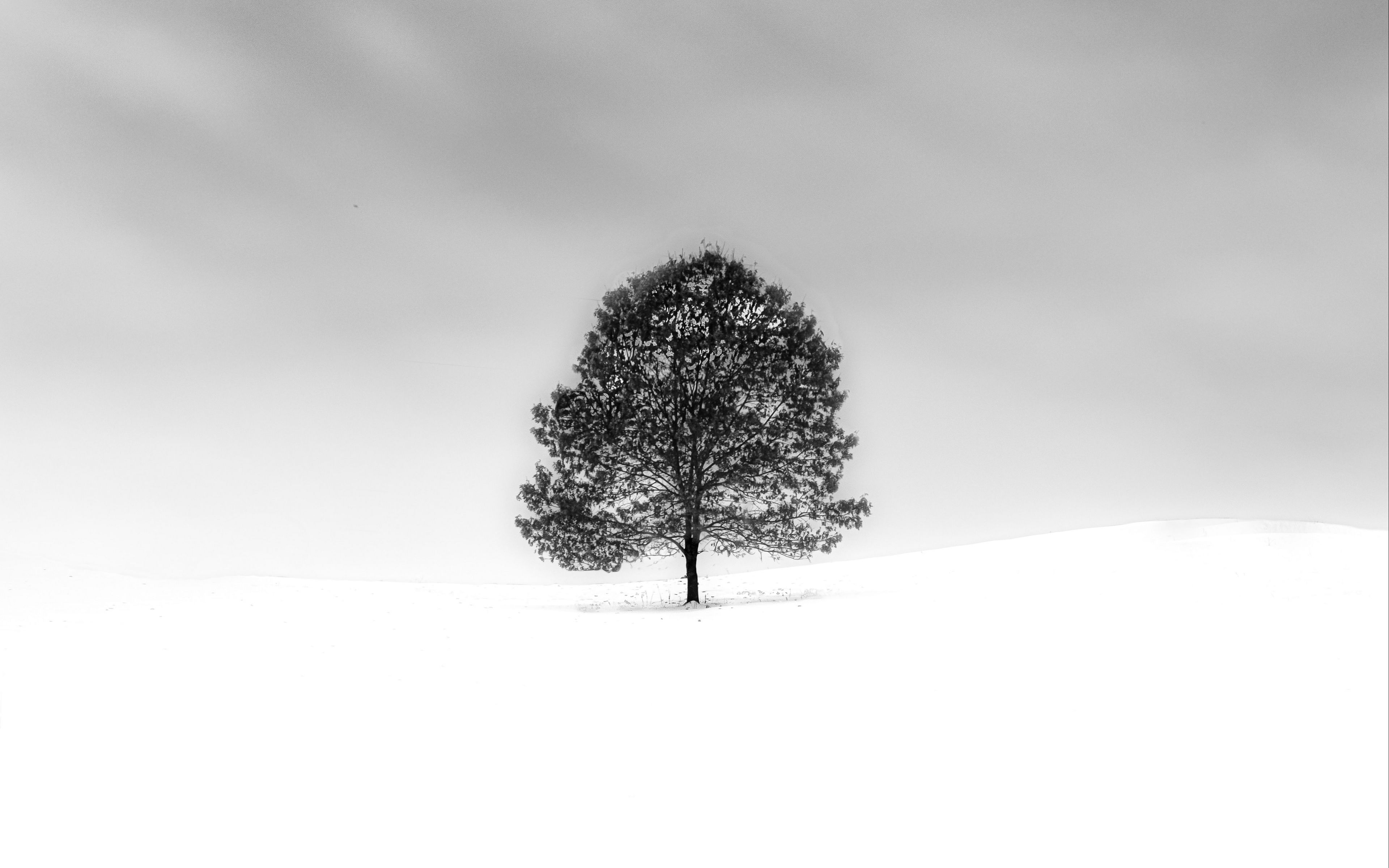 Download wallpaper 3840x2400 tree, snow, minimalism, bw, nature 4k ultra HD 16:10 HD background