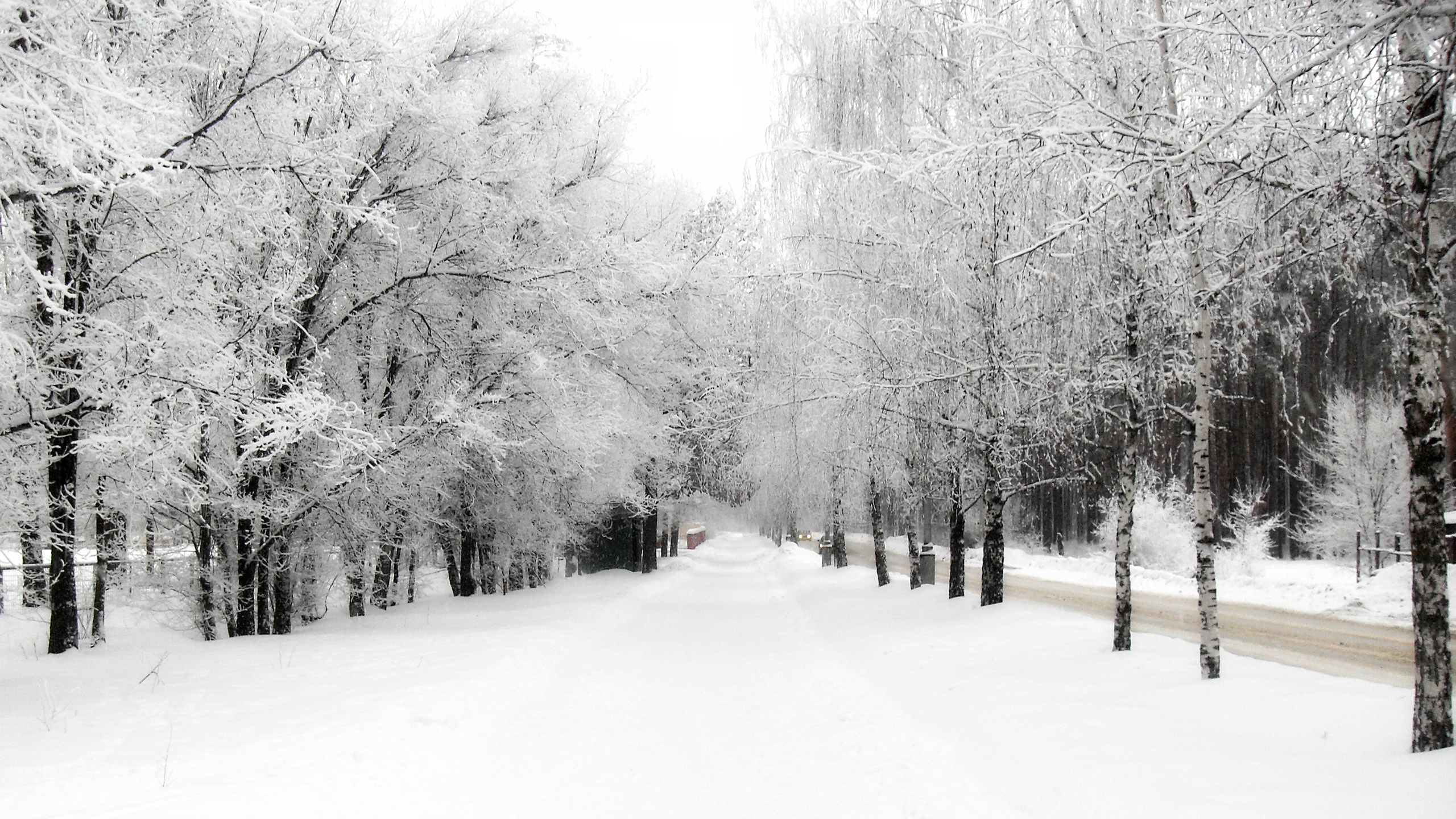 Wallpaper Snow Covered Road Between Bare Trees During Daytime, Background Free Image