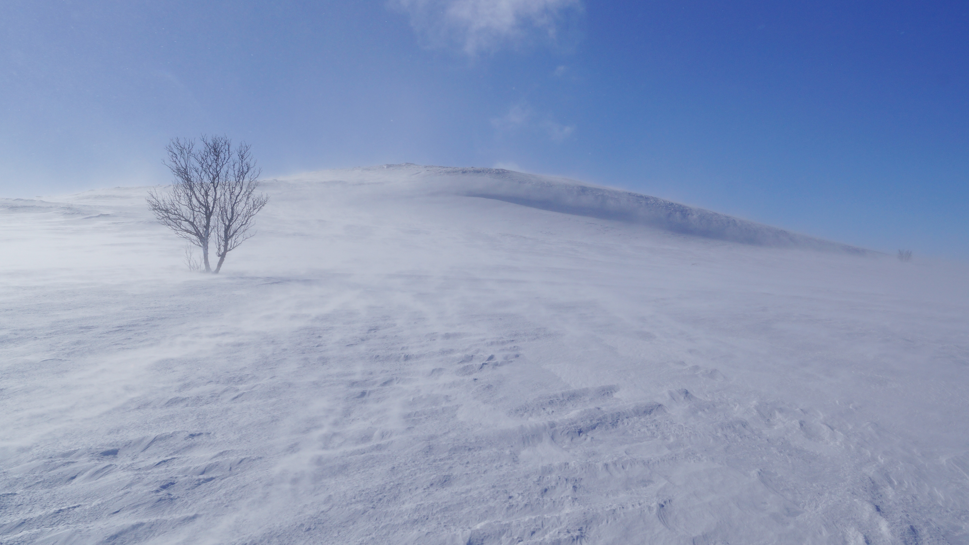Wallpaper 4k tree, snow, wind, fog 4k Wallpaper