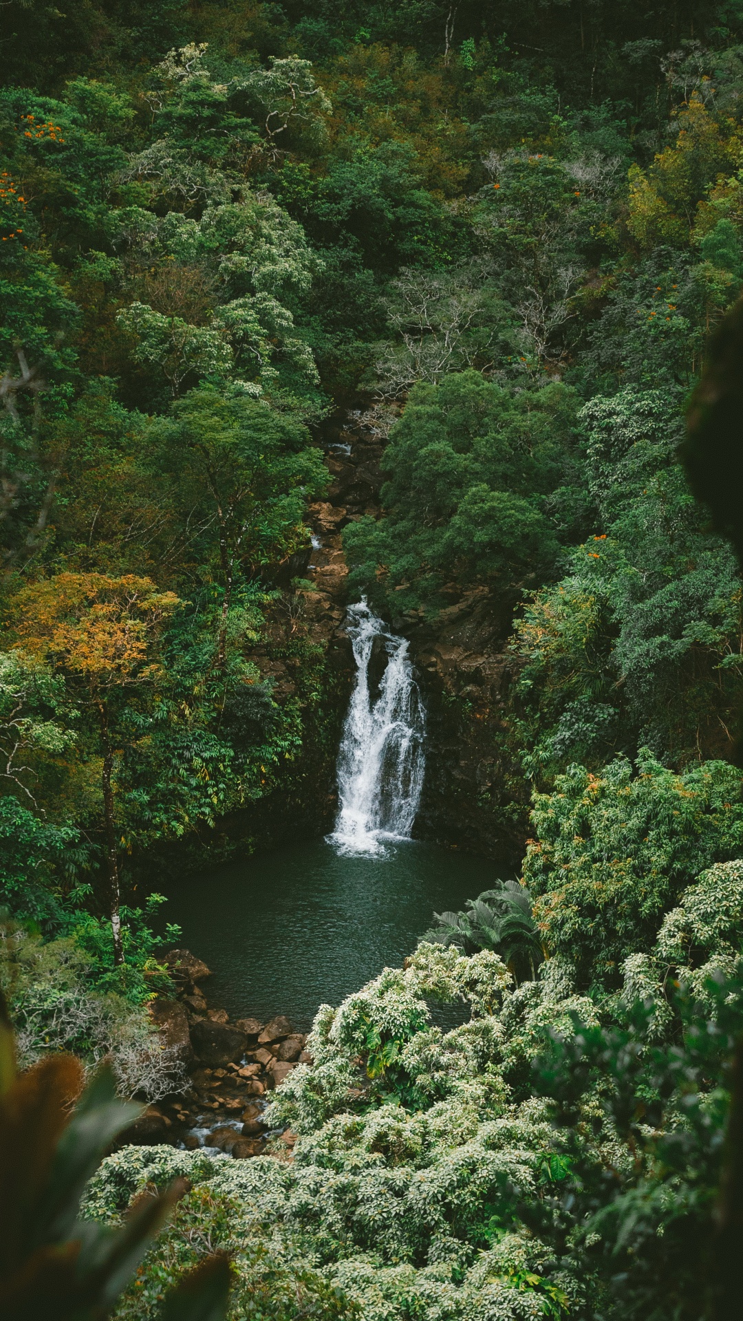 Rainforest Wallpaper for IPhone 6S /7 /8 [Retina HD]
