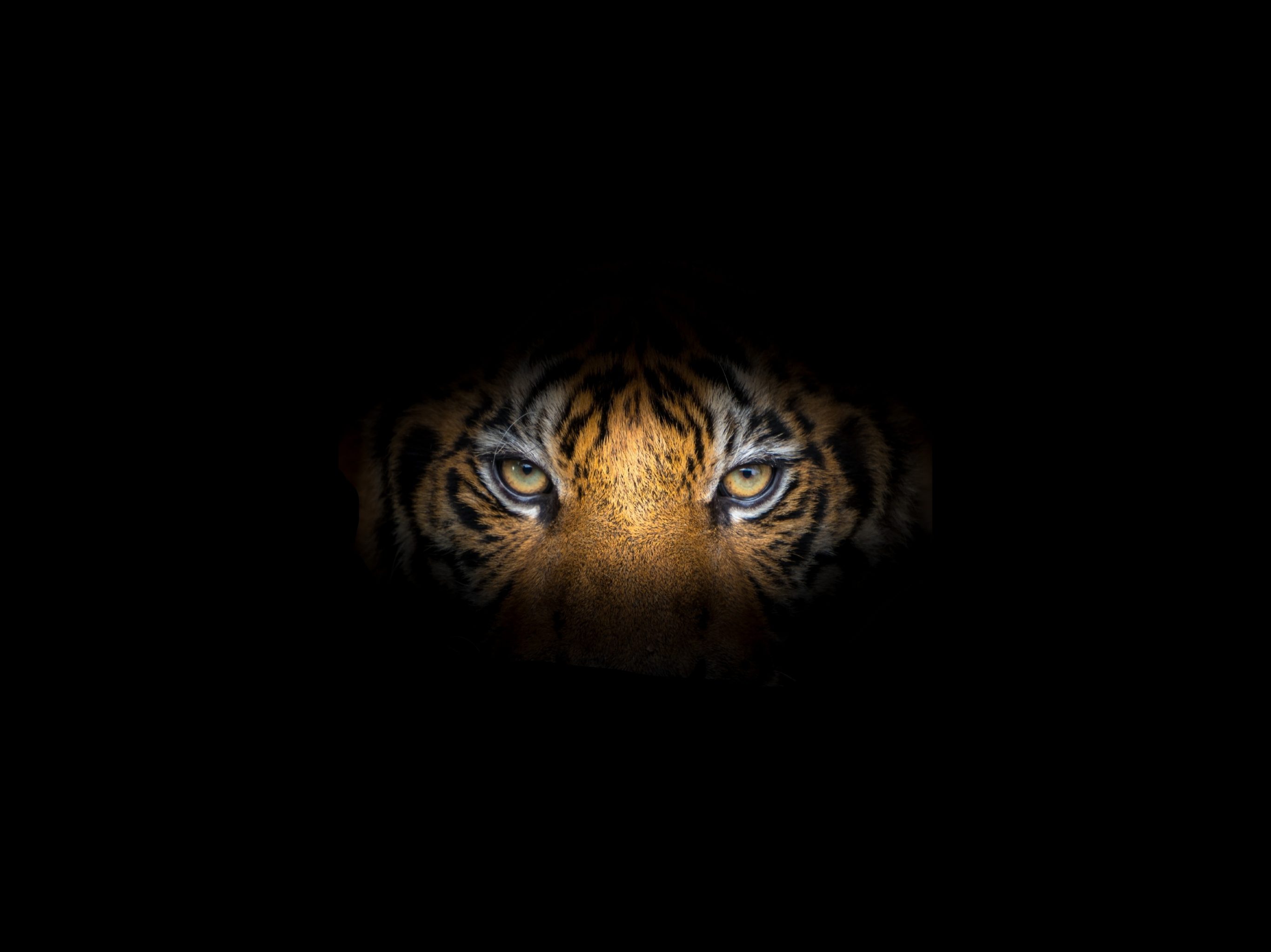 Tiger Face Black Background iPad Wallpaper iPad Wallpaper 4k iPad Wallpaper 5k free download iPad Pro, iPad Mini, iPad Air, iOS, iPadOS, Parallax, iPad retina Wallpaper