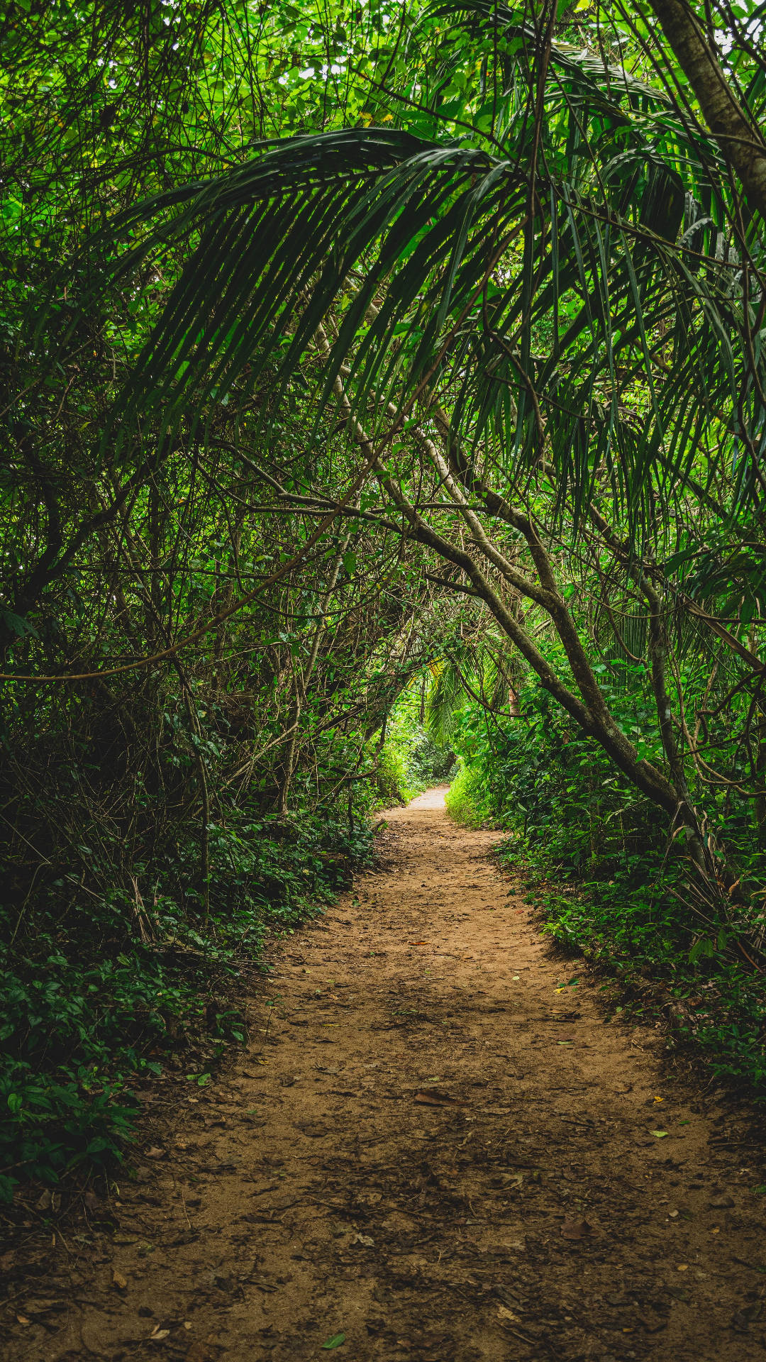 Download Pathway Jungle iPhone Wallpaper