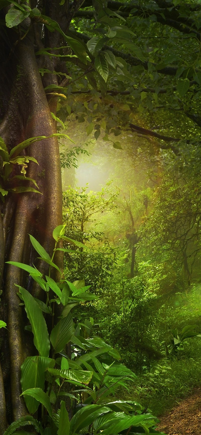 Forest, Jungle, Trees, Path, Green 1080x1920 IPhone 8 7 6 6S Plus Wallpaper, Background, Picture, Image