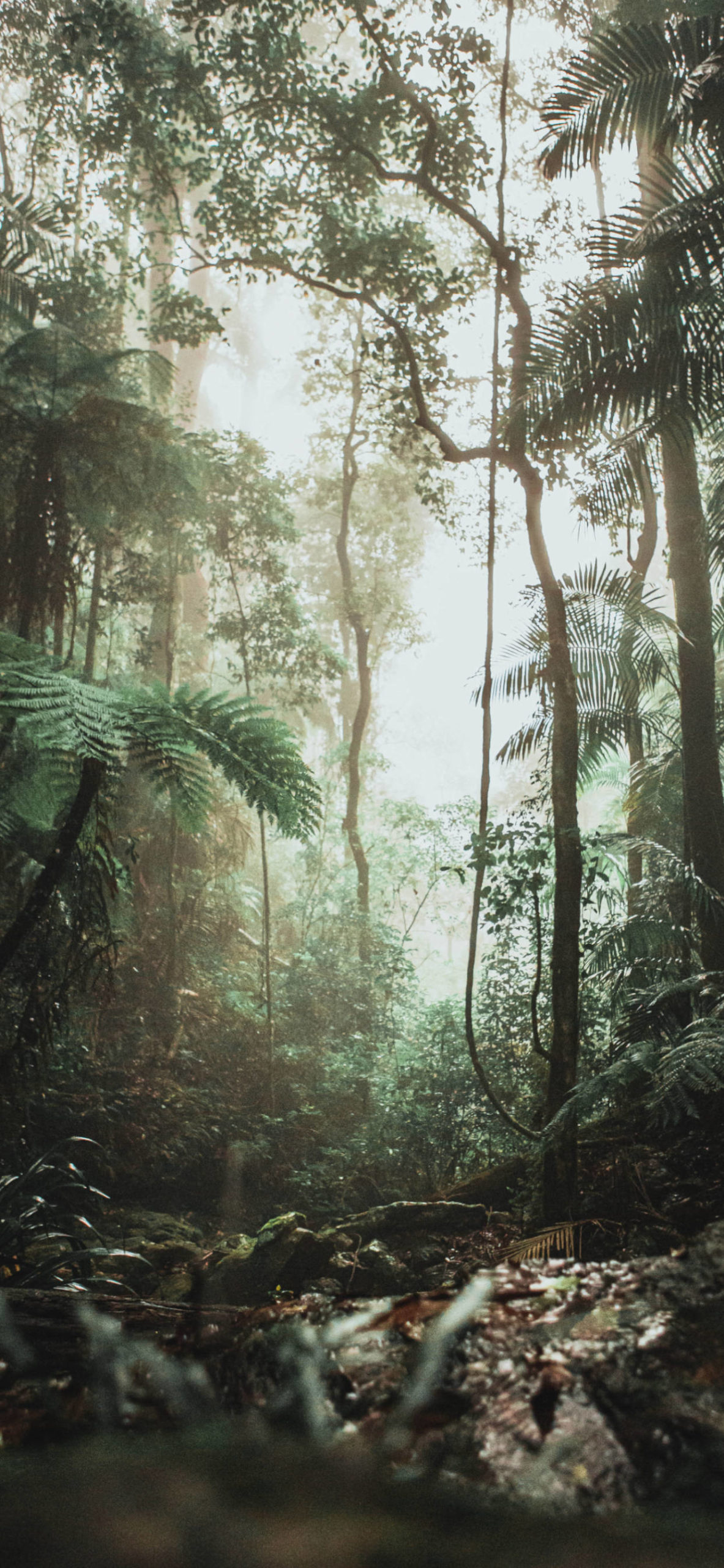 Jungle Wallpaper for iPhone 11, Pro Max, X, 8, 7, 6