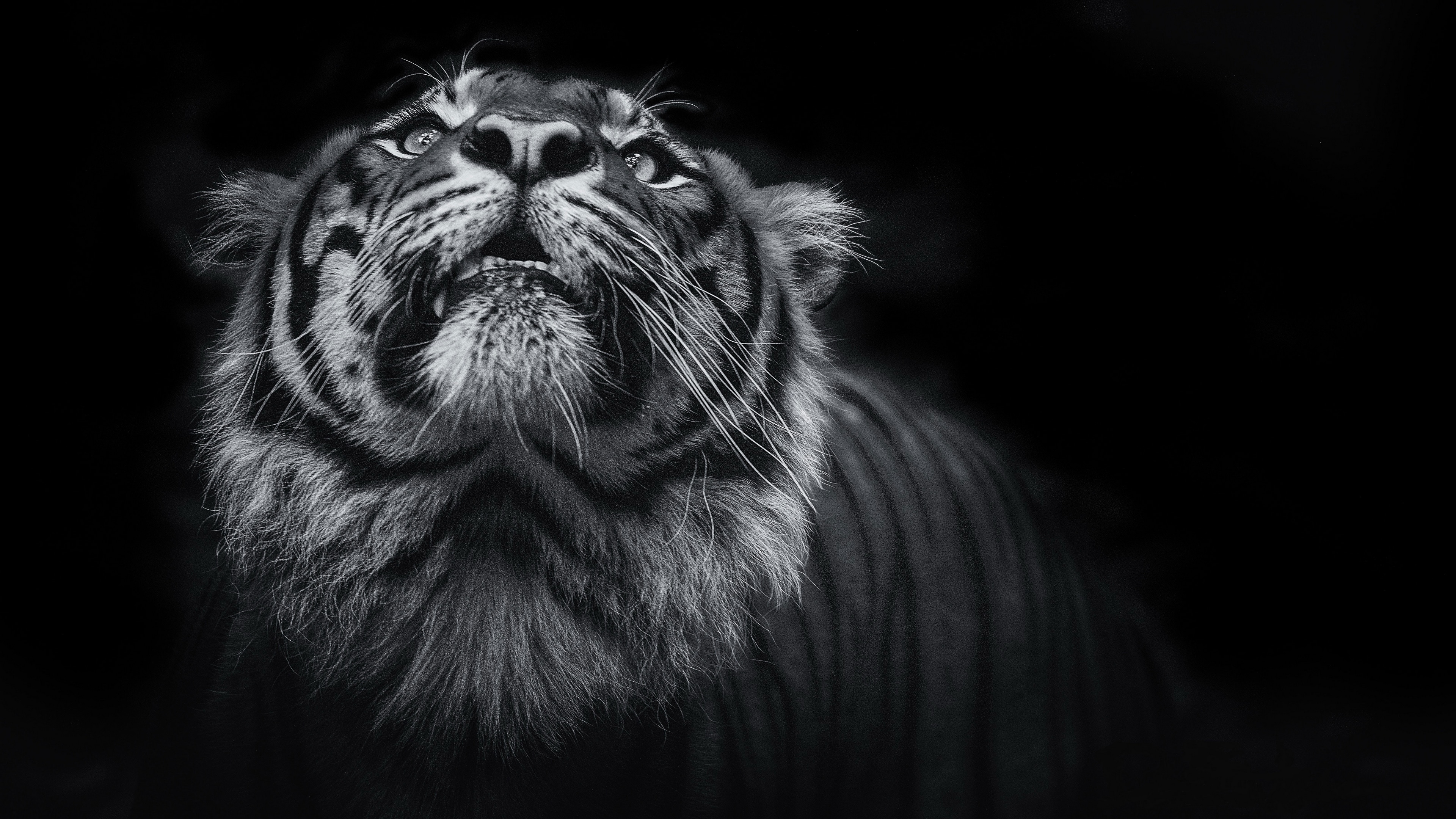 Wallpaper / tiger, animals, 4k, 5k, hd, monochrome, black and white free download