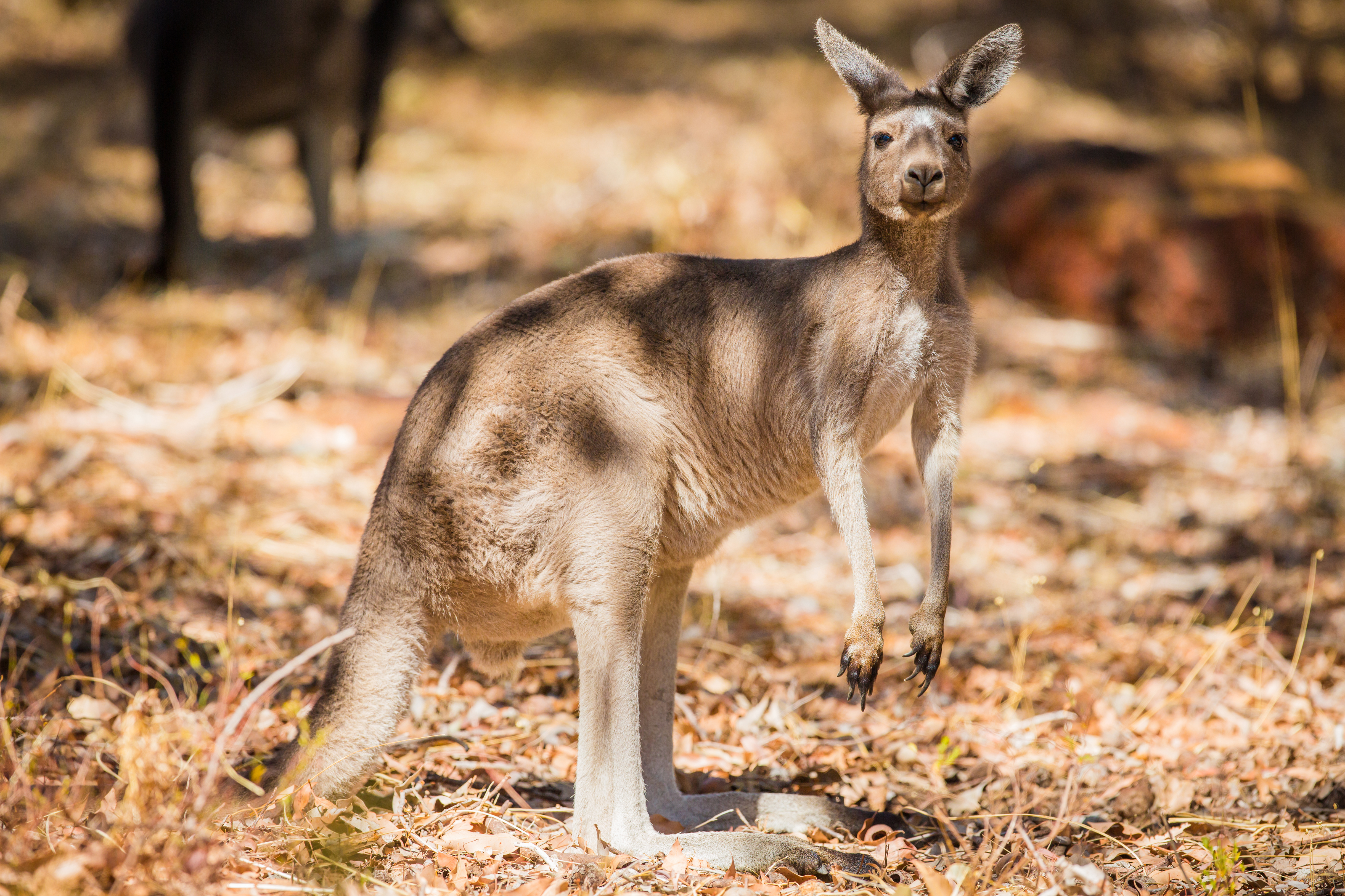 Download Australia Marsupial Animal