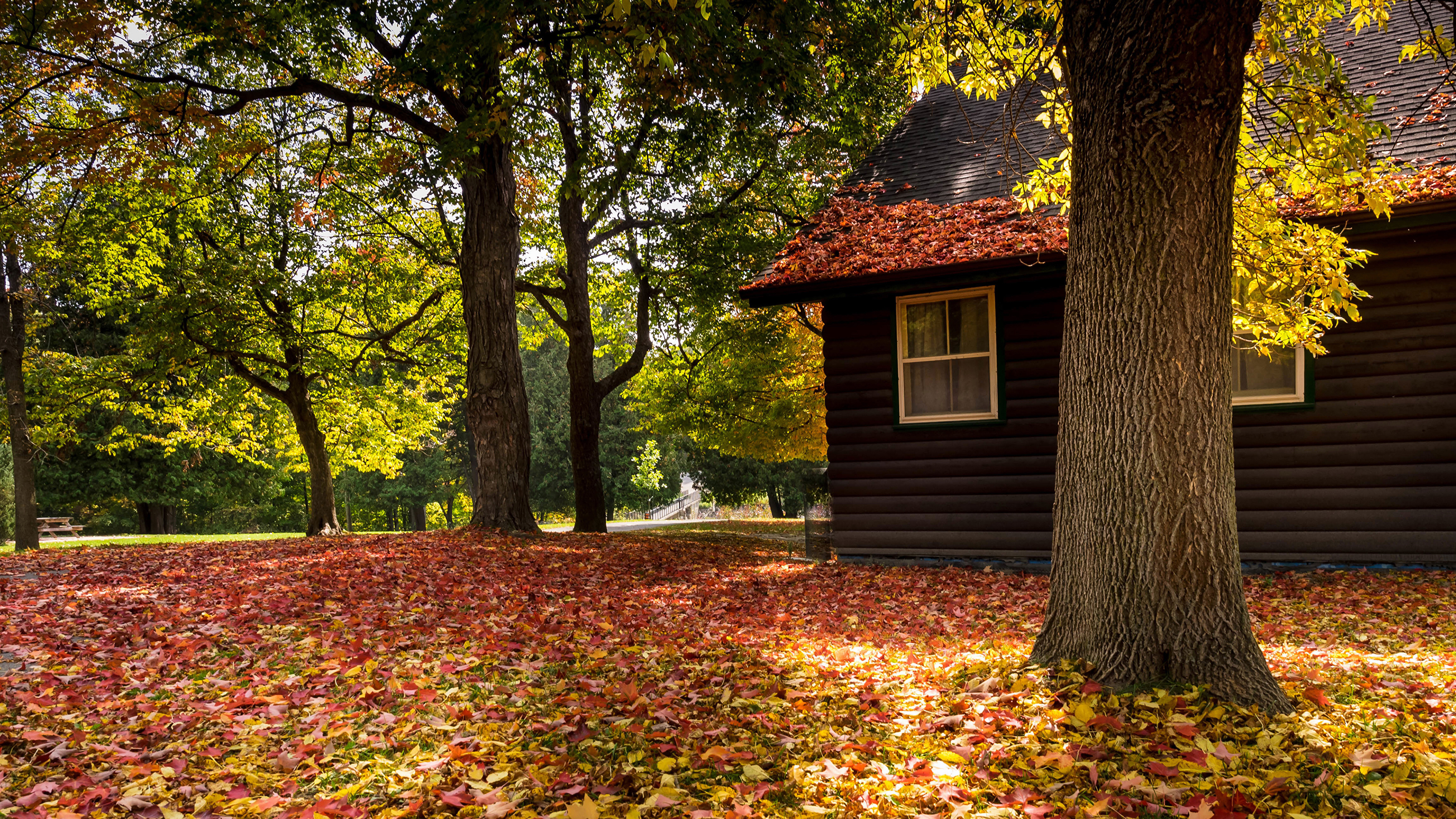 Photo Foliage Autumn Nature Trees Houses 3840x2160