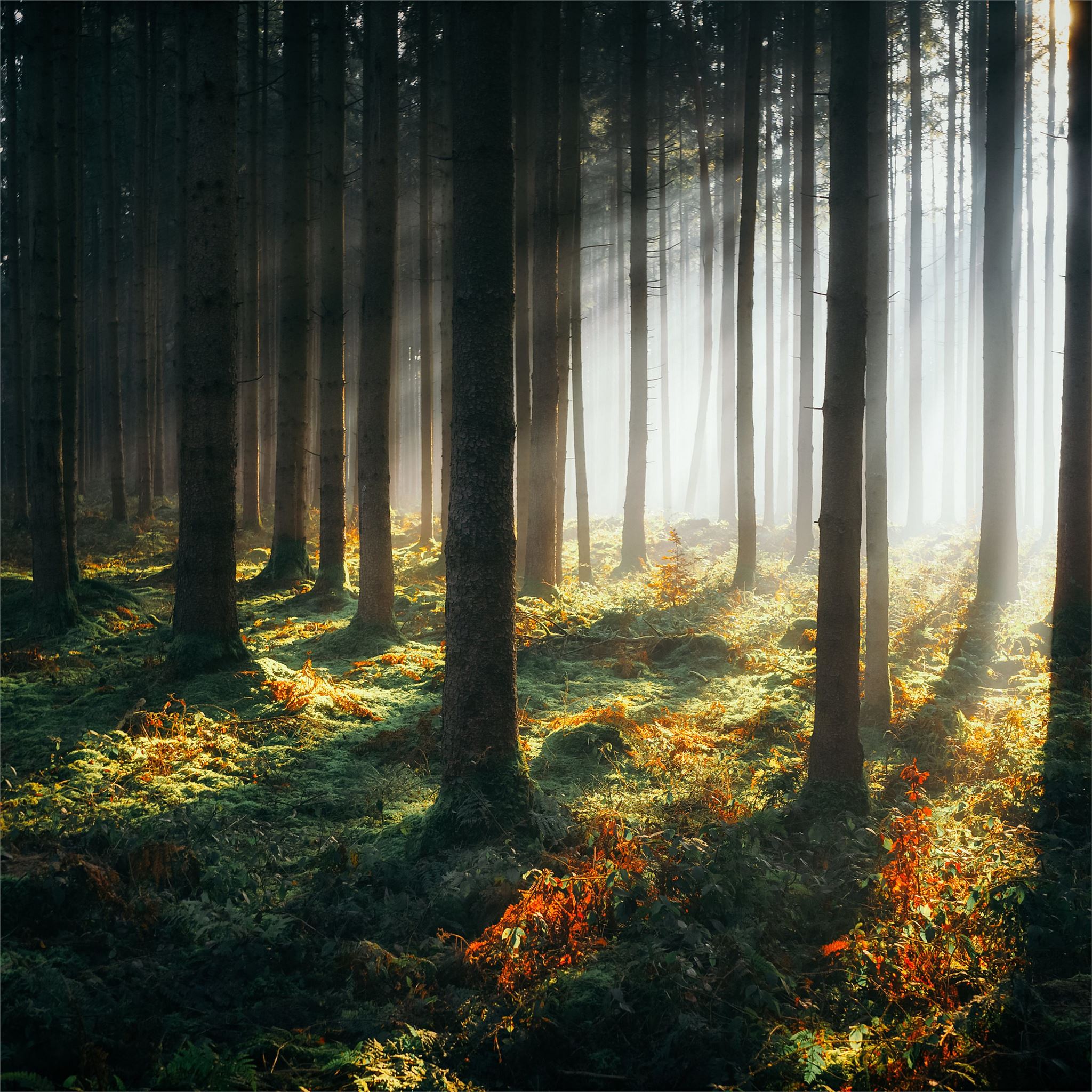 sunbeams morning forest 4k iPad Air