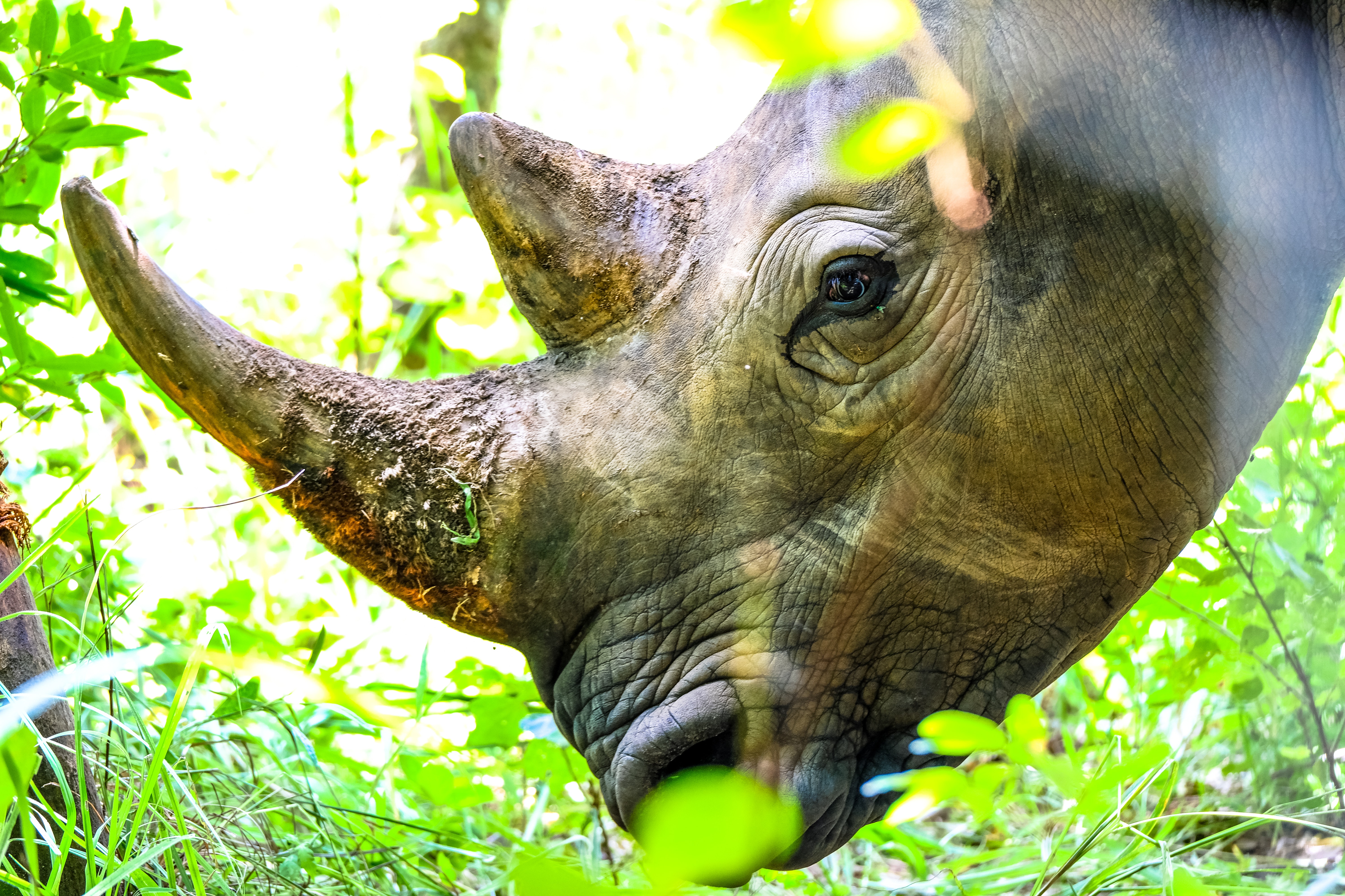 Rhino Photo, Download The BEST Free Rhino & HD Image