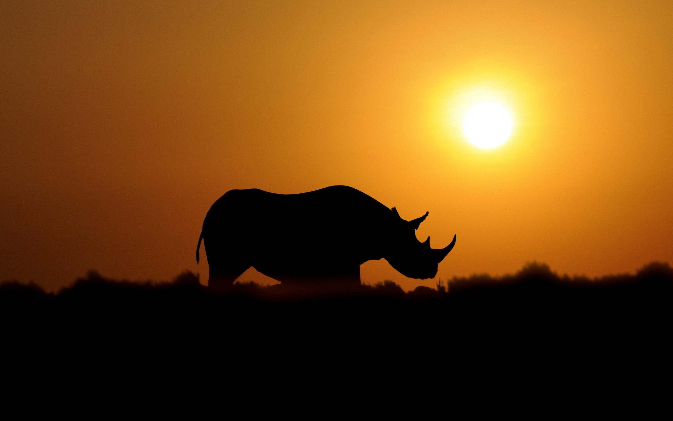 Rhino Wallpaper
