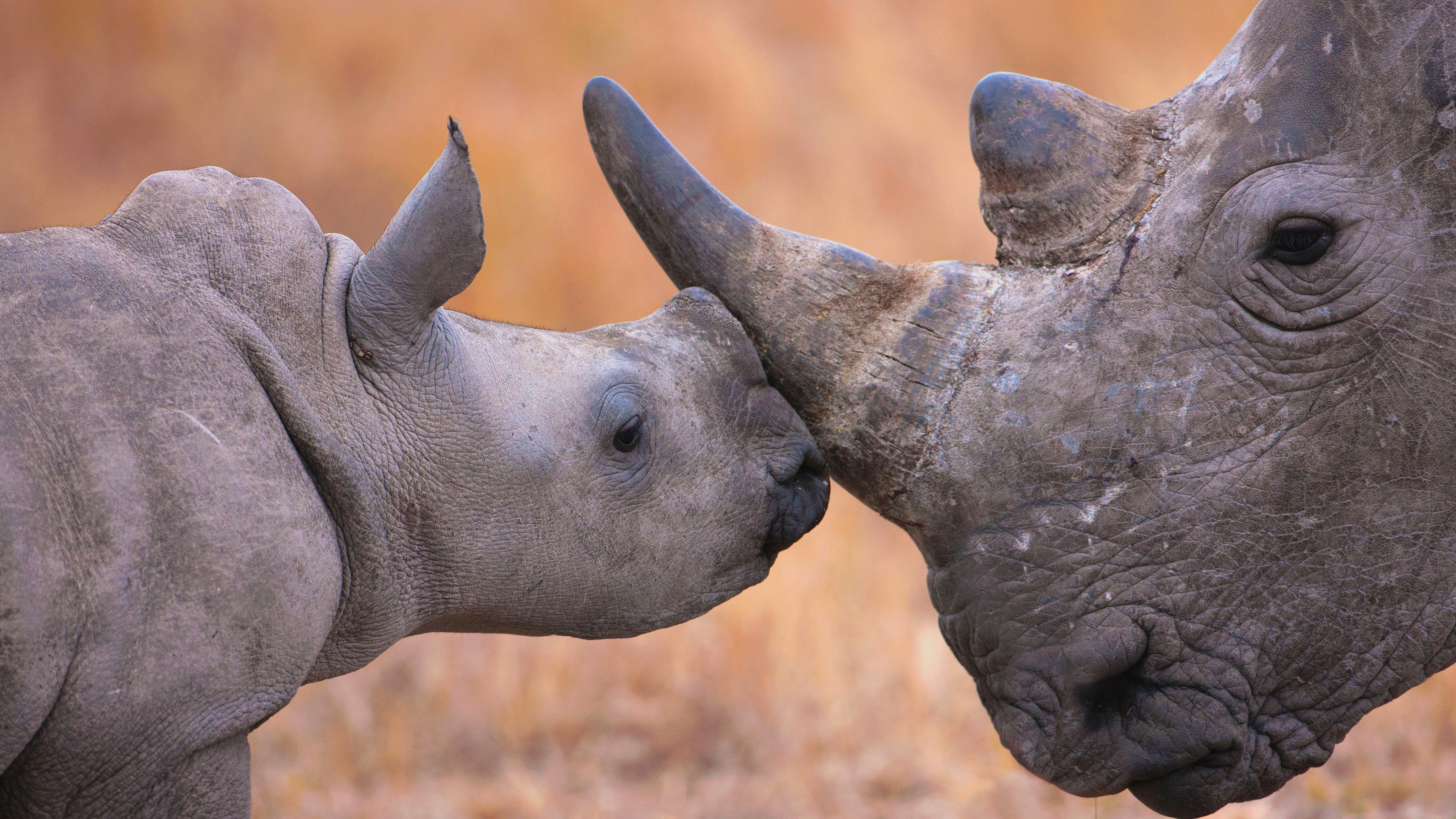 Rhino HD Wallpaper and Background
