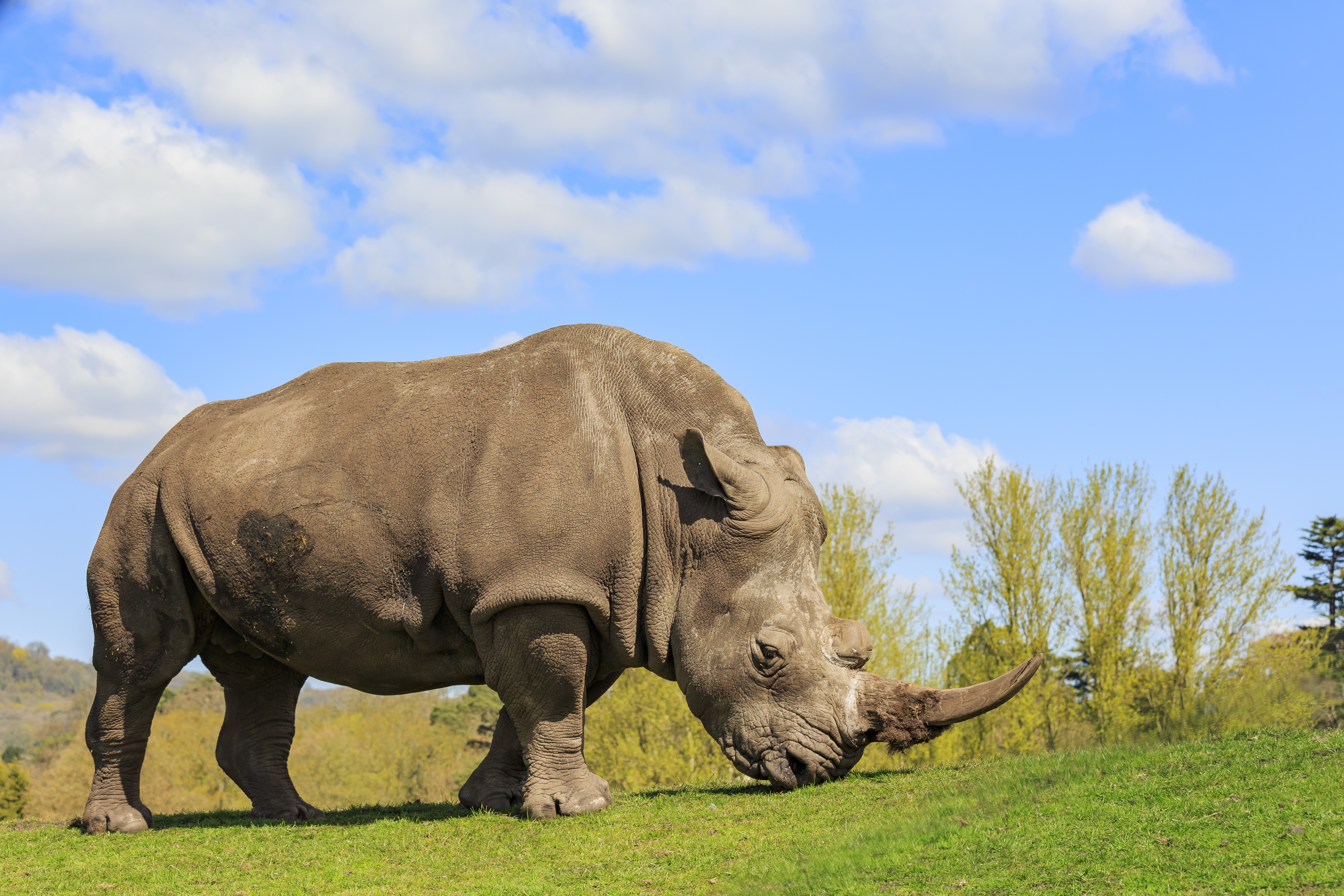 Animal Rhino 4k Ultra HD Wallpaper