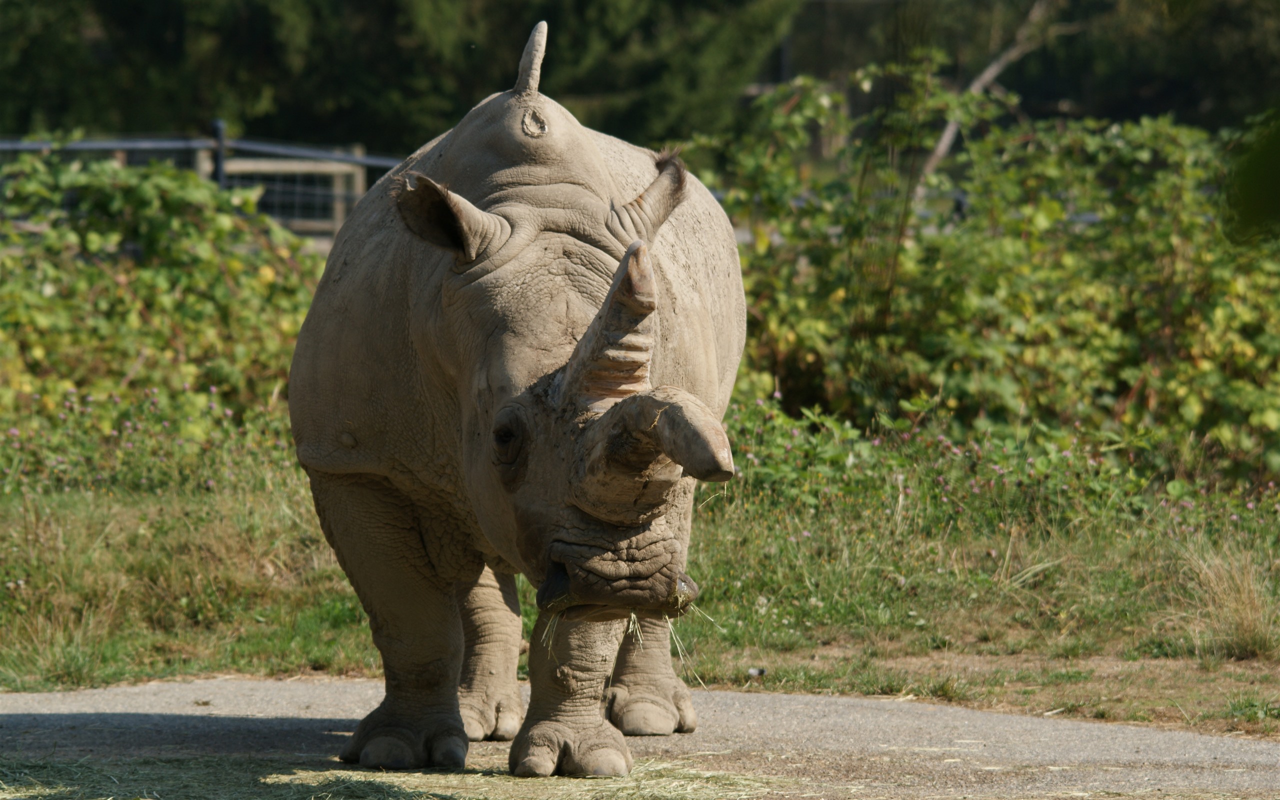 Wallpaper Lonely rhinoceros 3840x2160 UHD 4K Picture, Image