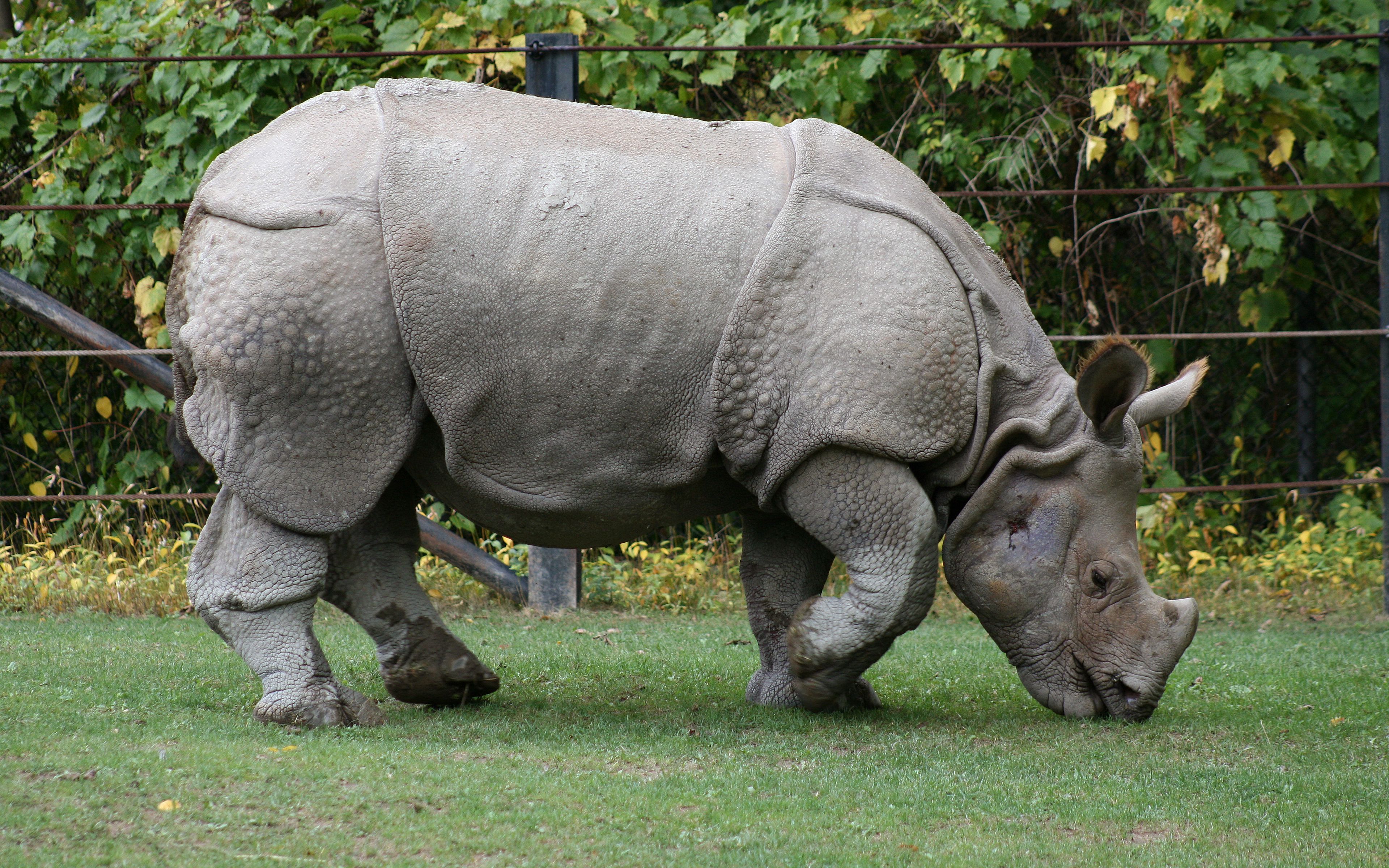 Download wallpaper 3840x2400 food, grass, nature reserve, rhino 4k ultra HD 16:10 HD background