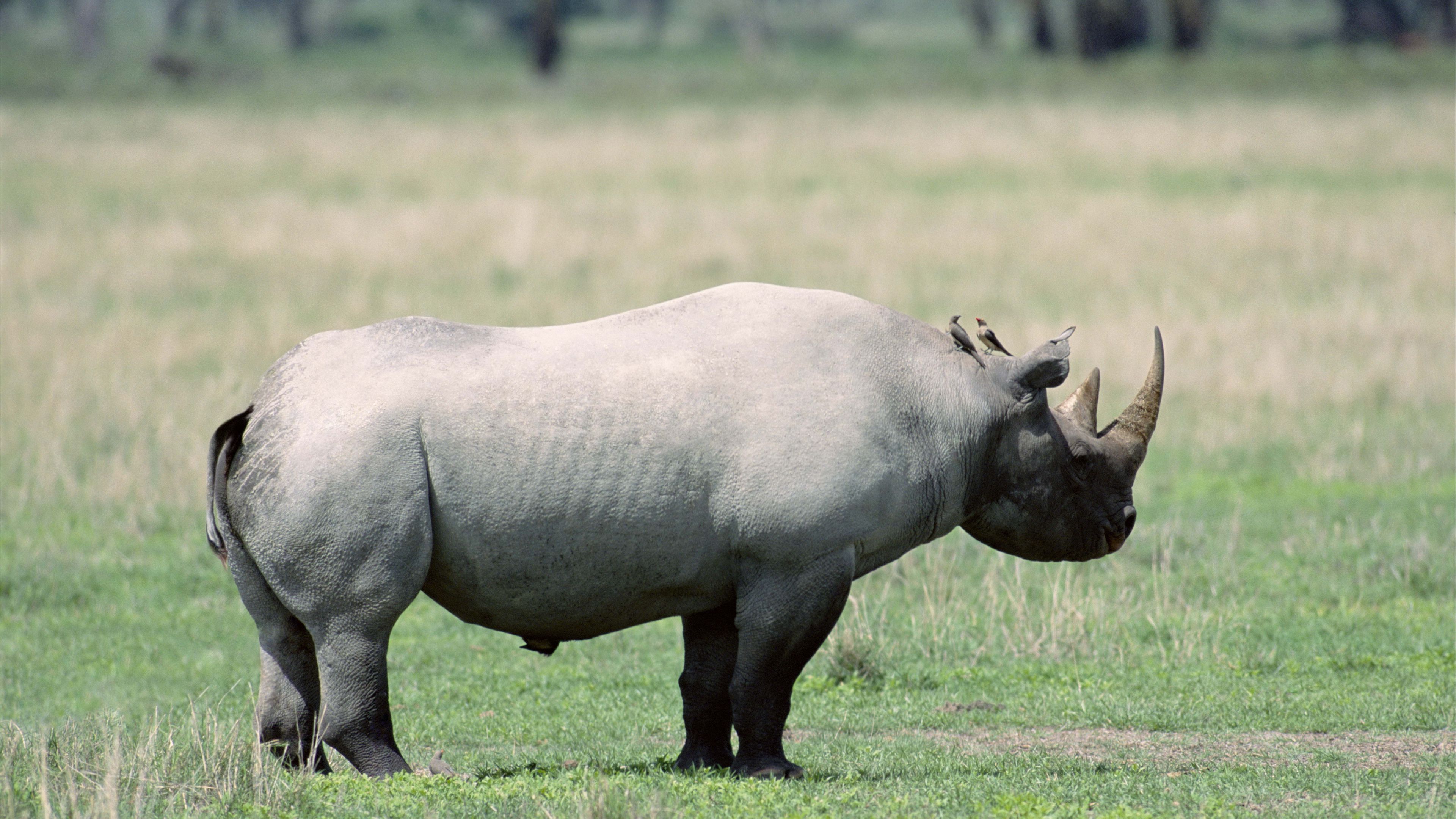 Wallpaper / rhino, shadow, walk, beautiful, 4k free download