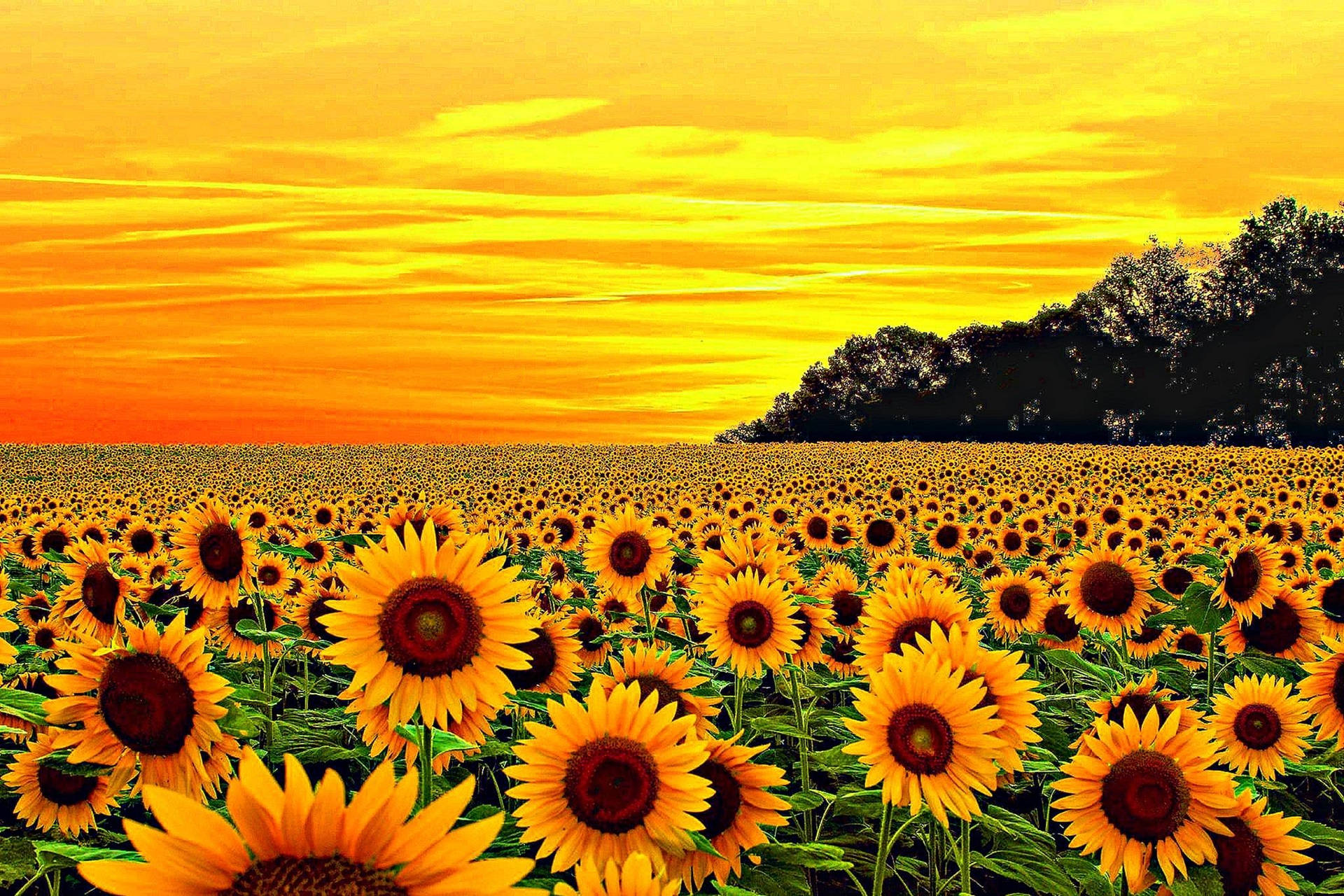 Download A Magnificent Yellow Sunflower Wallpaper