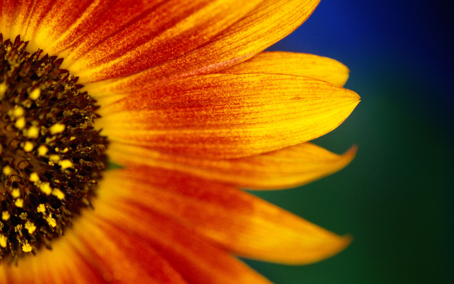 Sunflower HD Wallpaper and Background