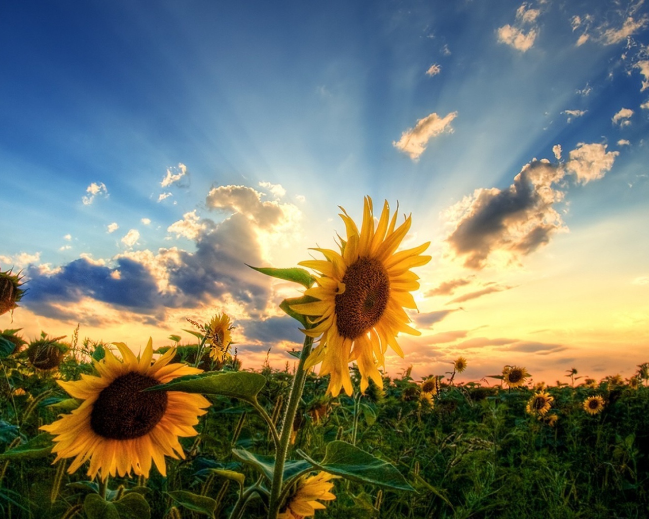 Sunflowers on a background of the summer clouds Desktop wallpaper 1280x1024