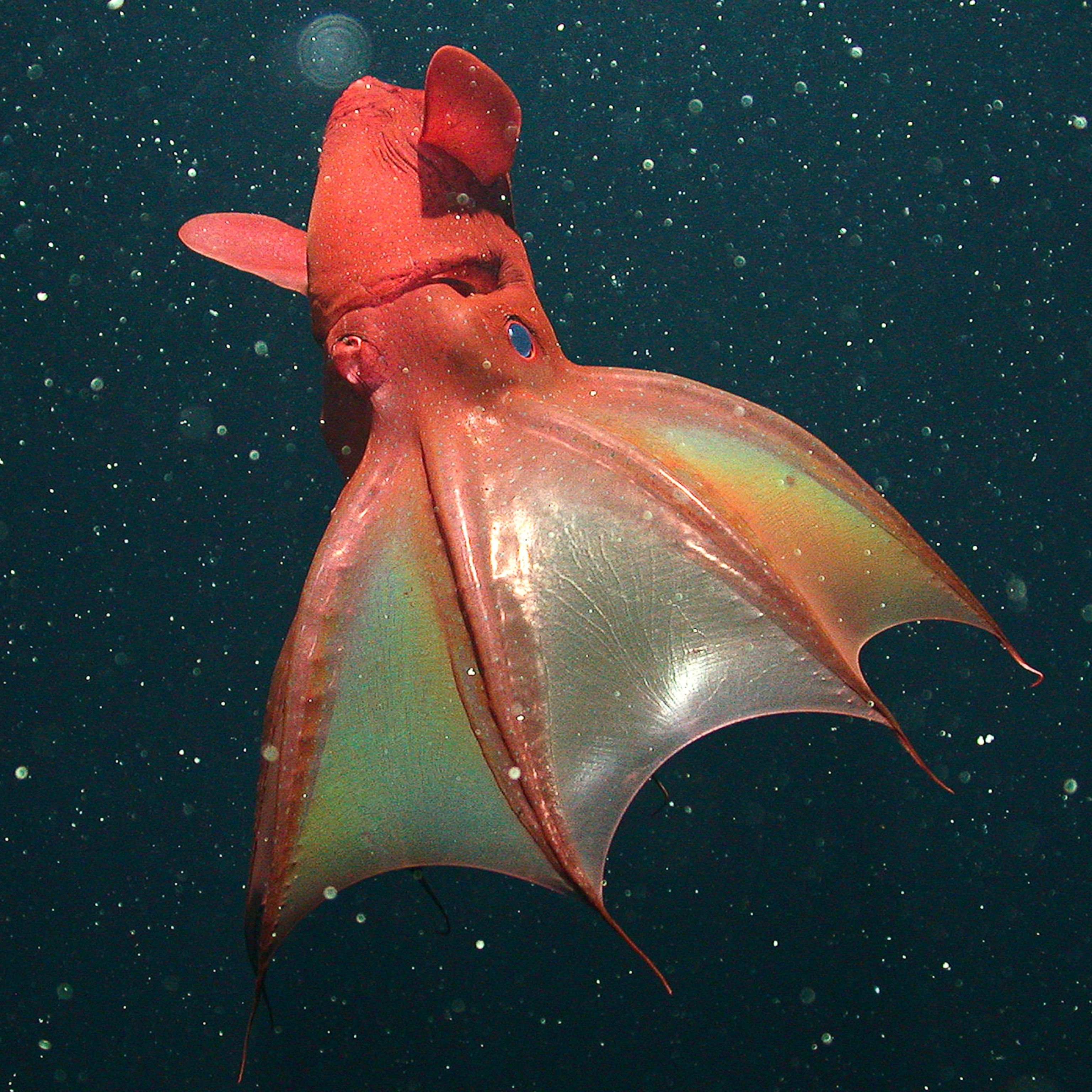 Picture: Vampire Squid's Surprising Diet Revealed