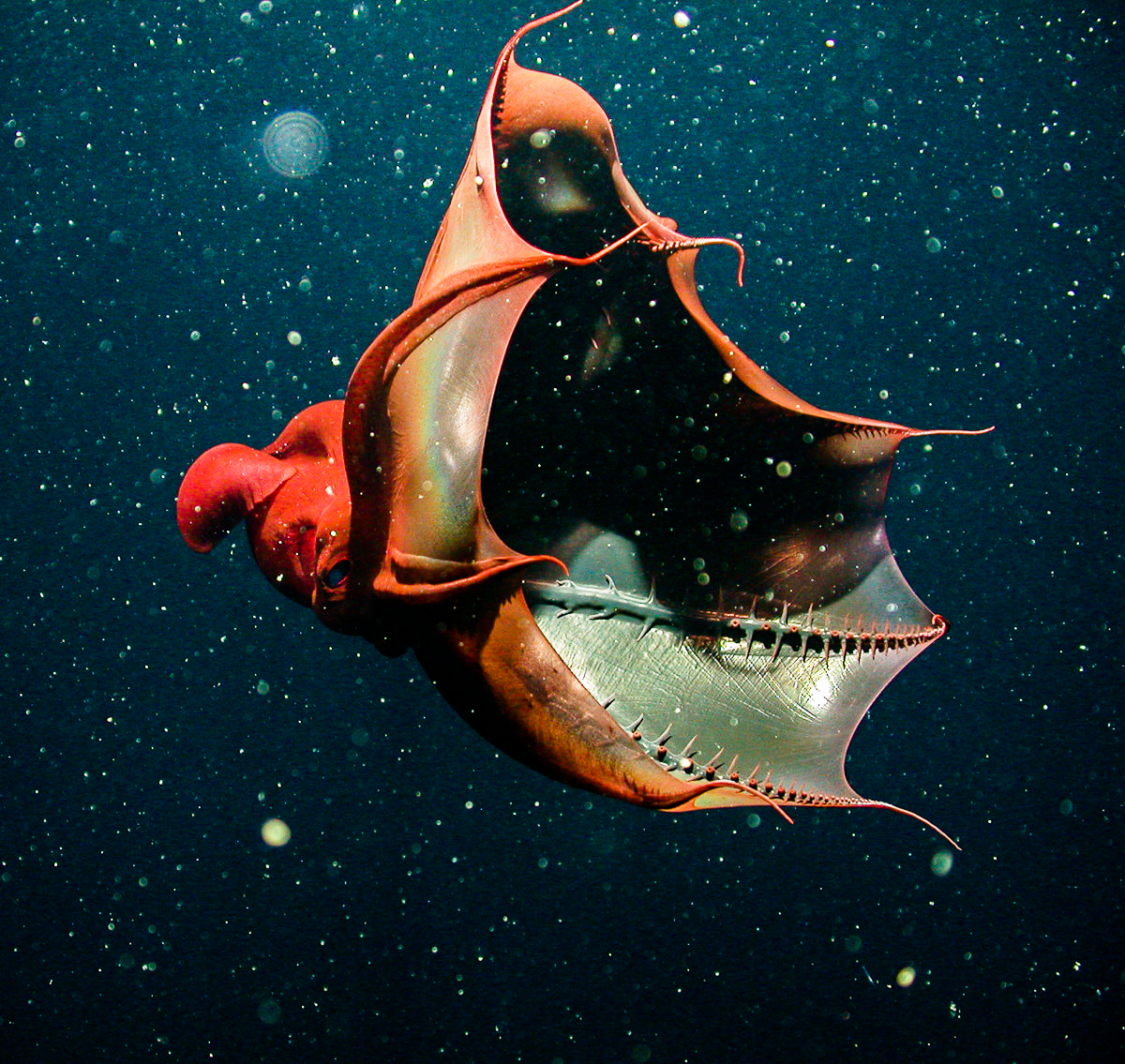 Vampire squid • MBARI