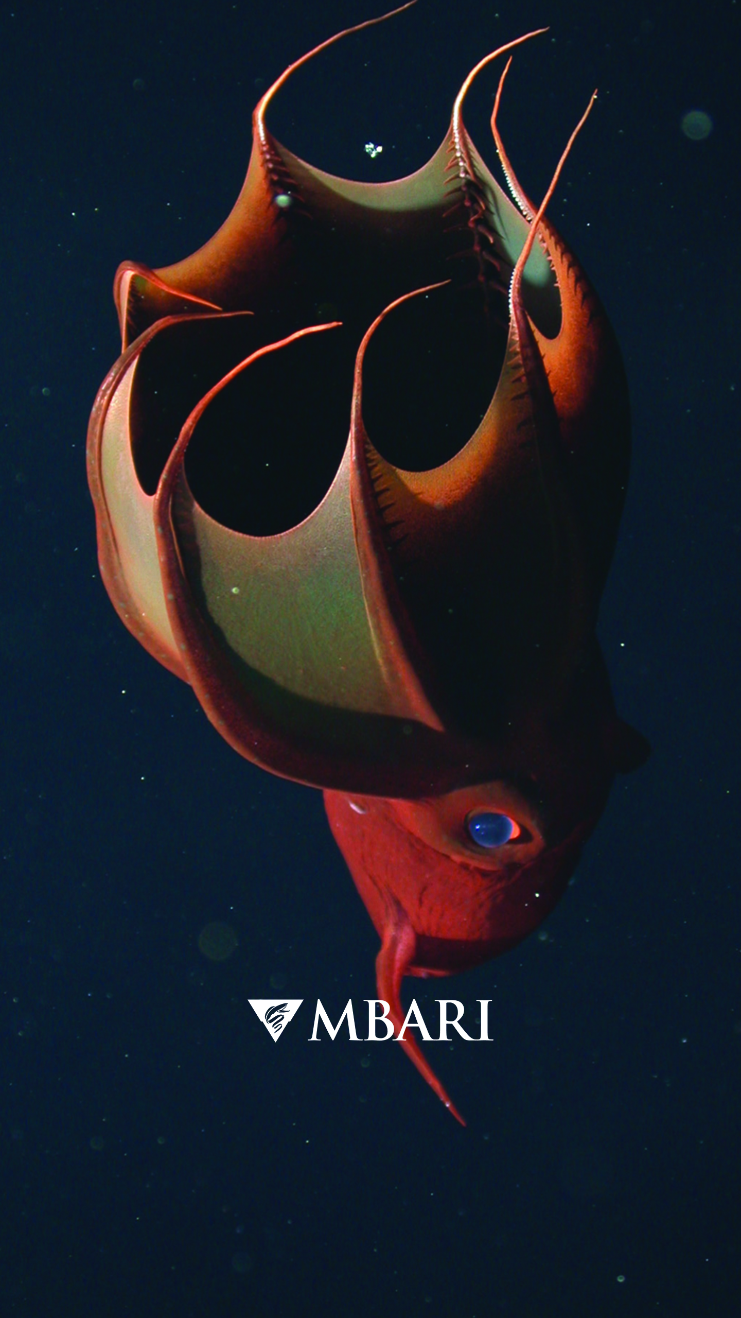 Vampire squid • MBARI