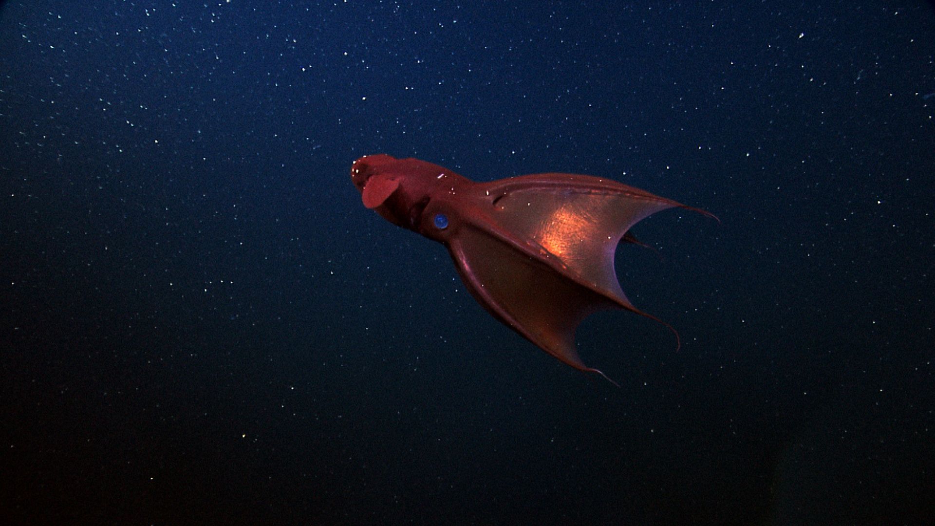 #CephalopodWeek