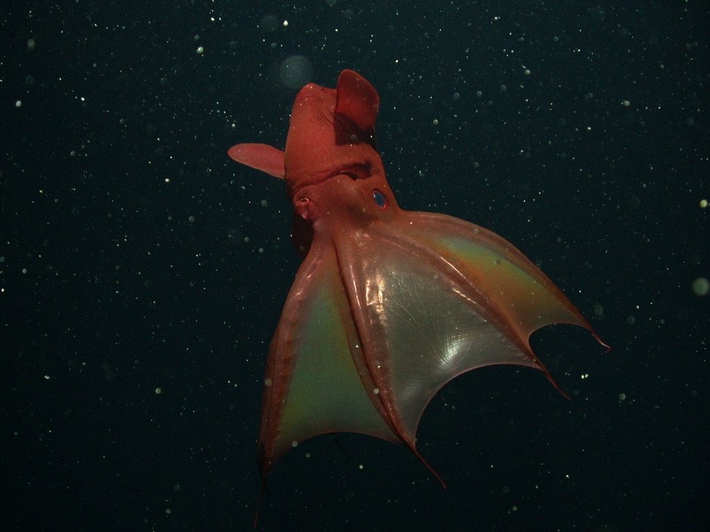 Vampire squid • MBARI