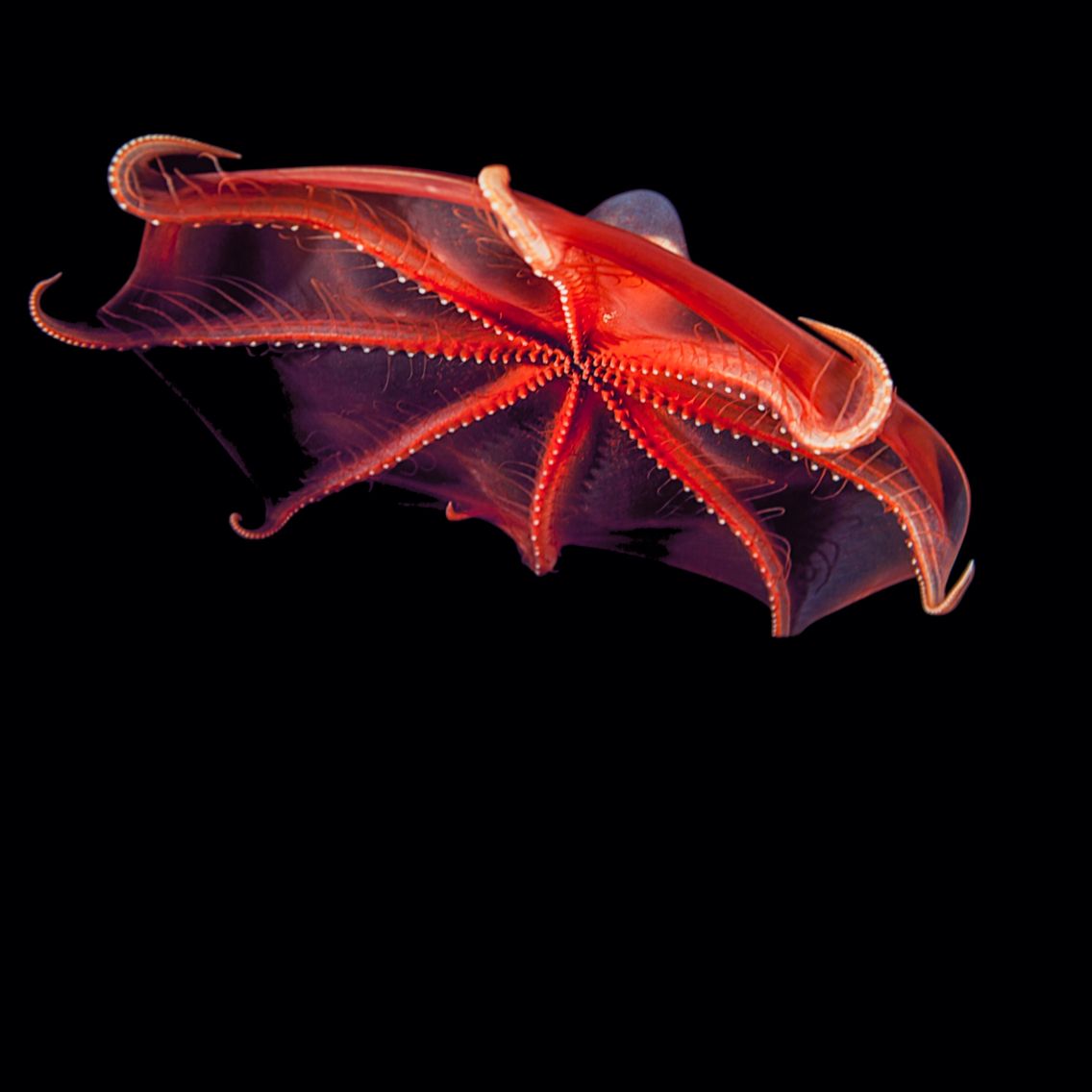 Océanopolis
