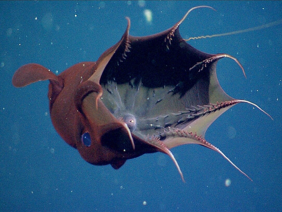 Picture: Vampire Squid's Surprising Diet Revealed