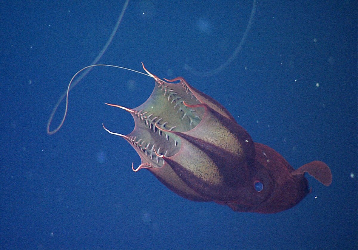 Vampire squid. Animals. Monterey Bay Aquarium