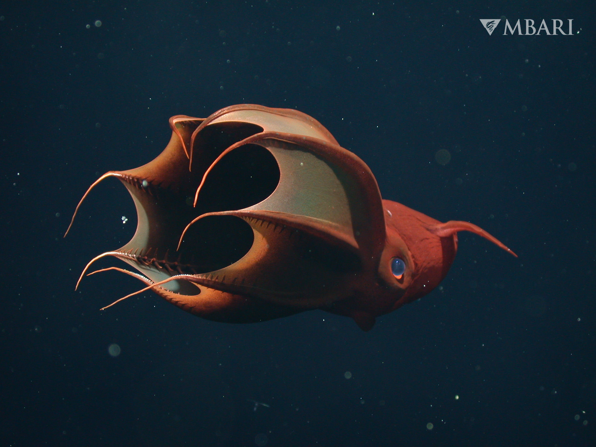 Kiss of the Vampire Squid