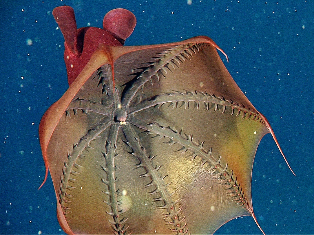 Picture: Vampire Squid's Surprising Diet Revealed