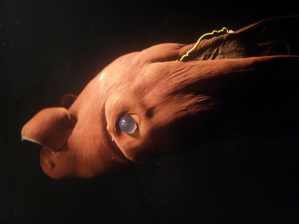 Vampire Squid. These Wooden Ideas