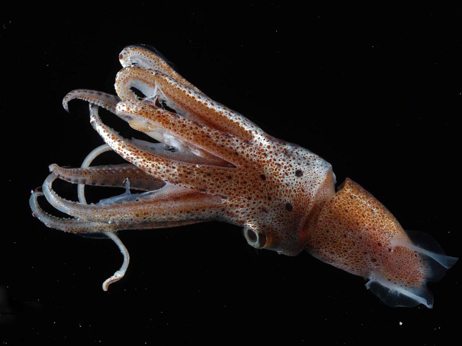 Squid HD Wallpaper